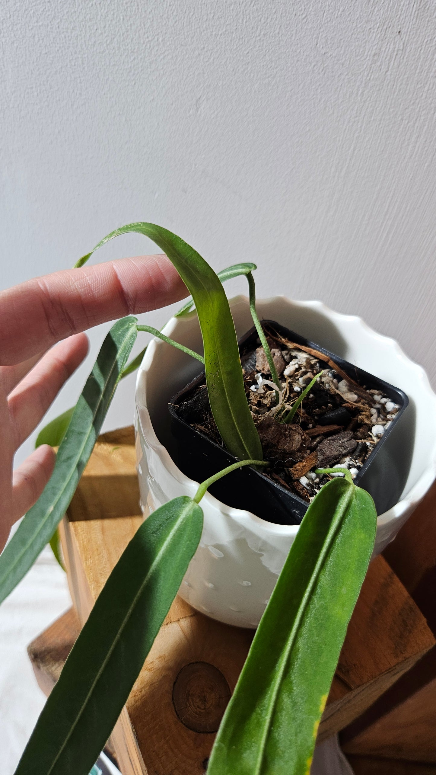Anthurium Pallidiflorum Narrow "format MOYEN"(ANT-451)