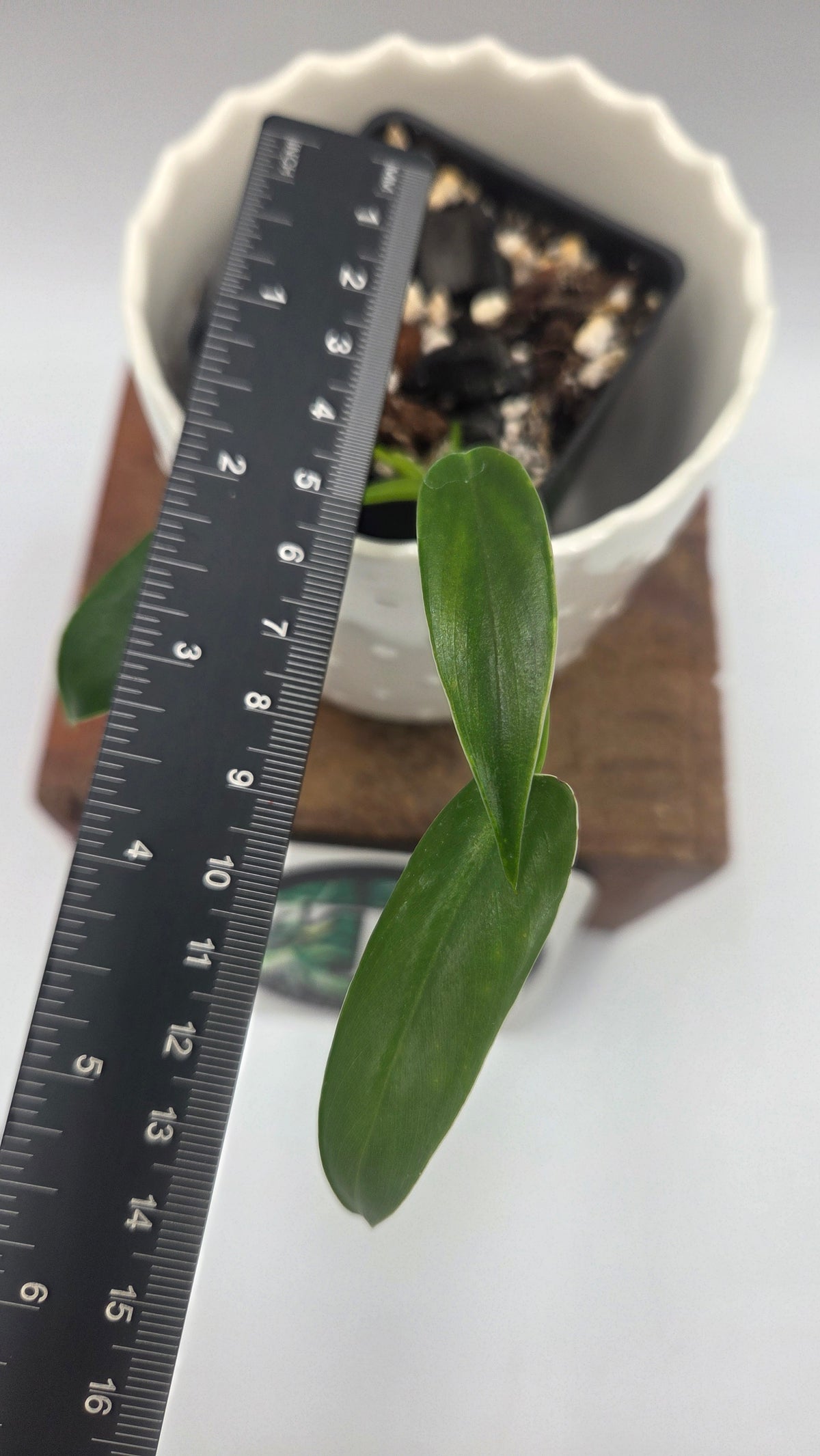Philodendron Dayaneth Dreams/(Paloraense/Spiritus Santi) (PHI-1090)