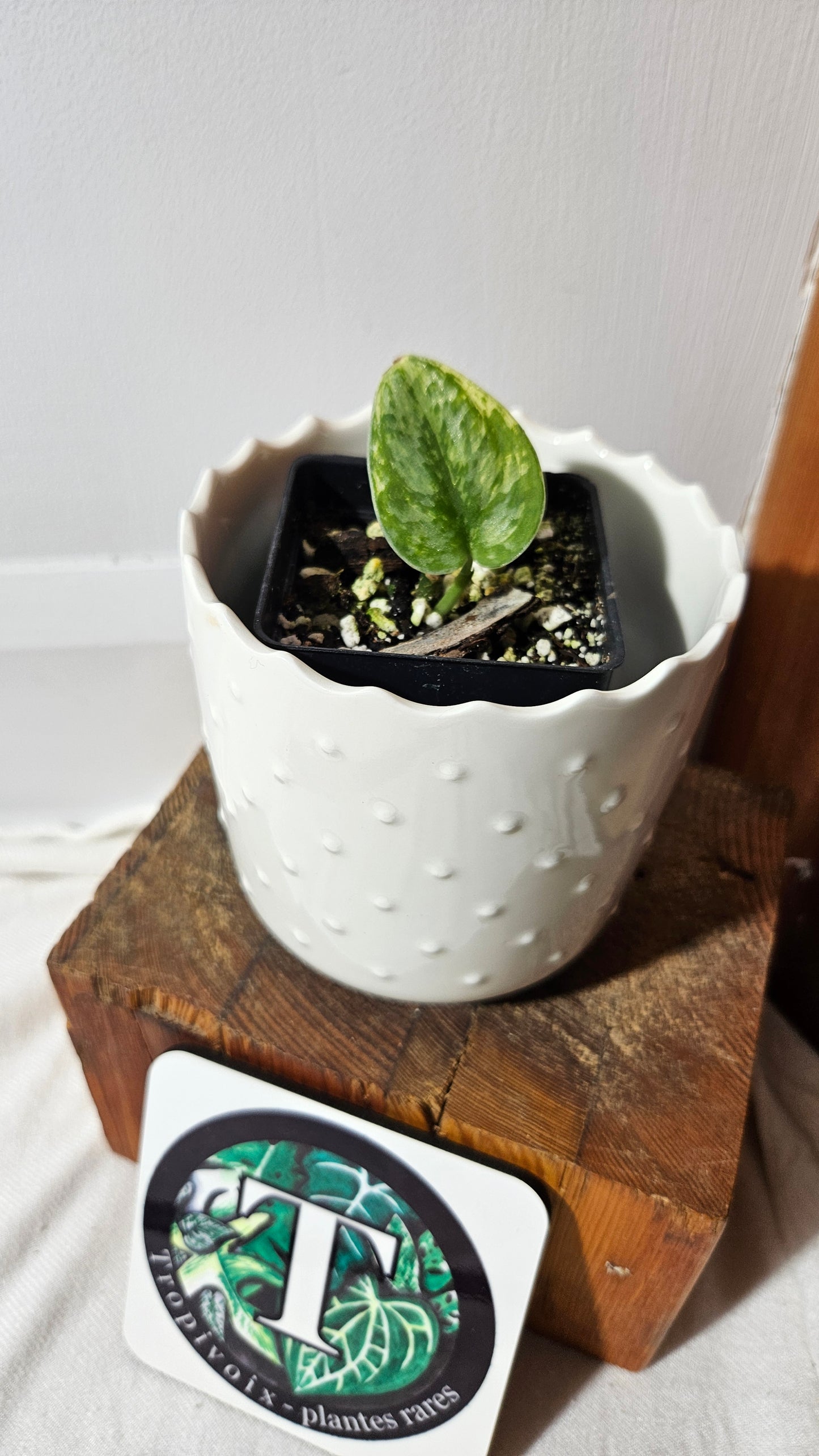 Scindapsus Hologram (SCI-1046)