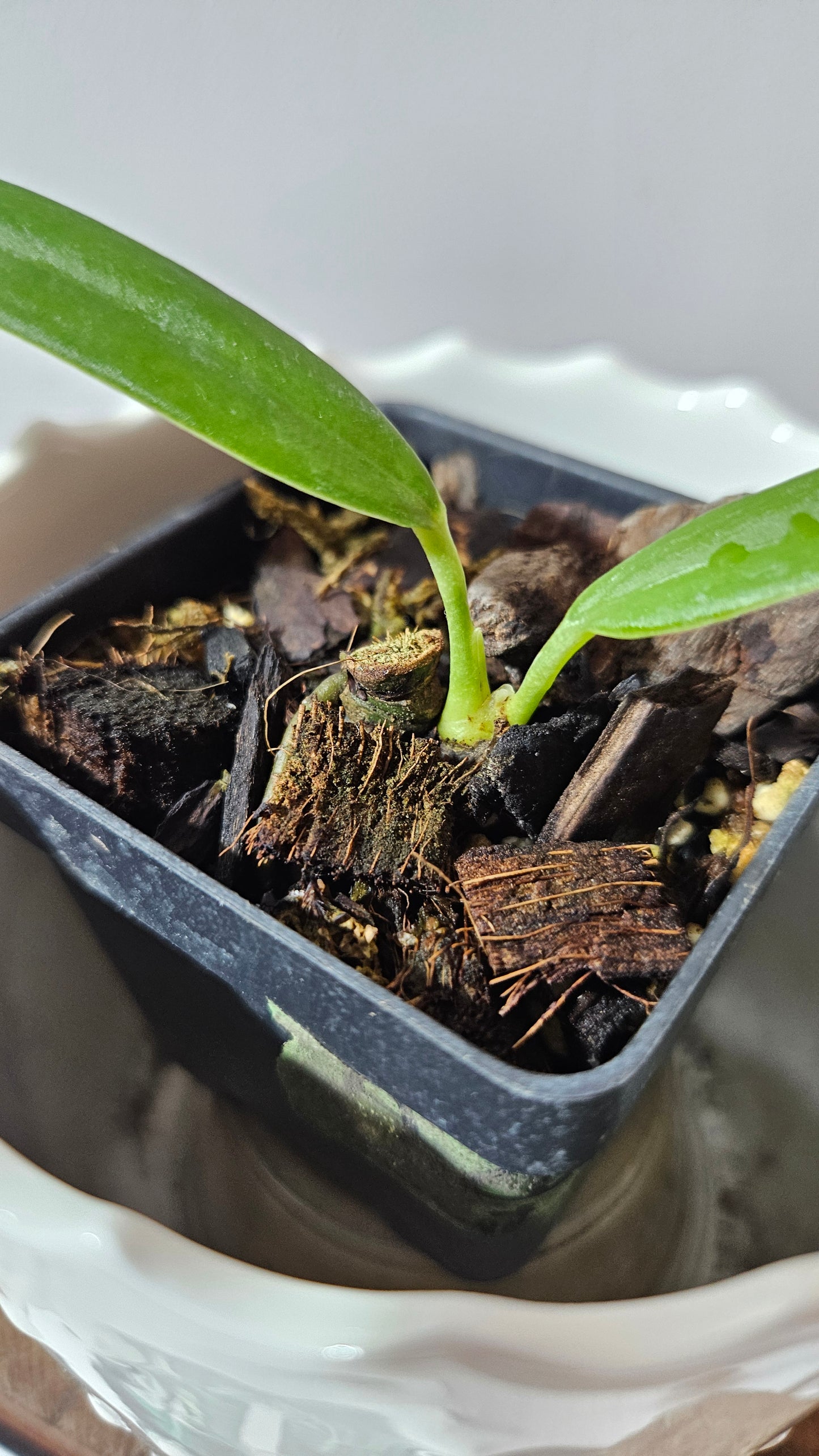 Anthurium Ceronii Aff "format PETIT"(ANT-538)