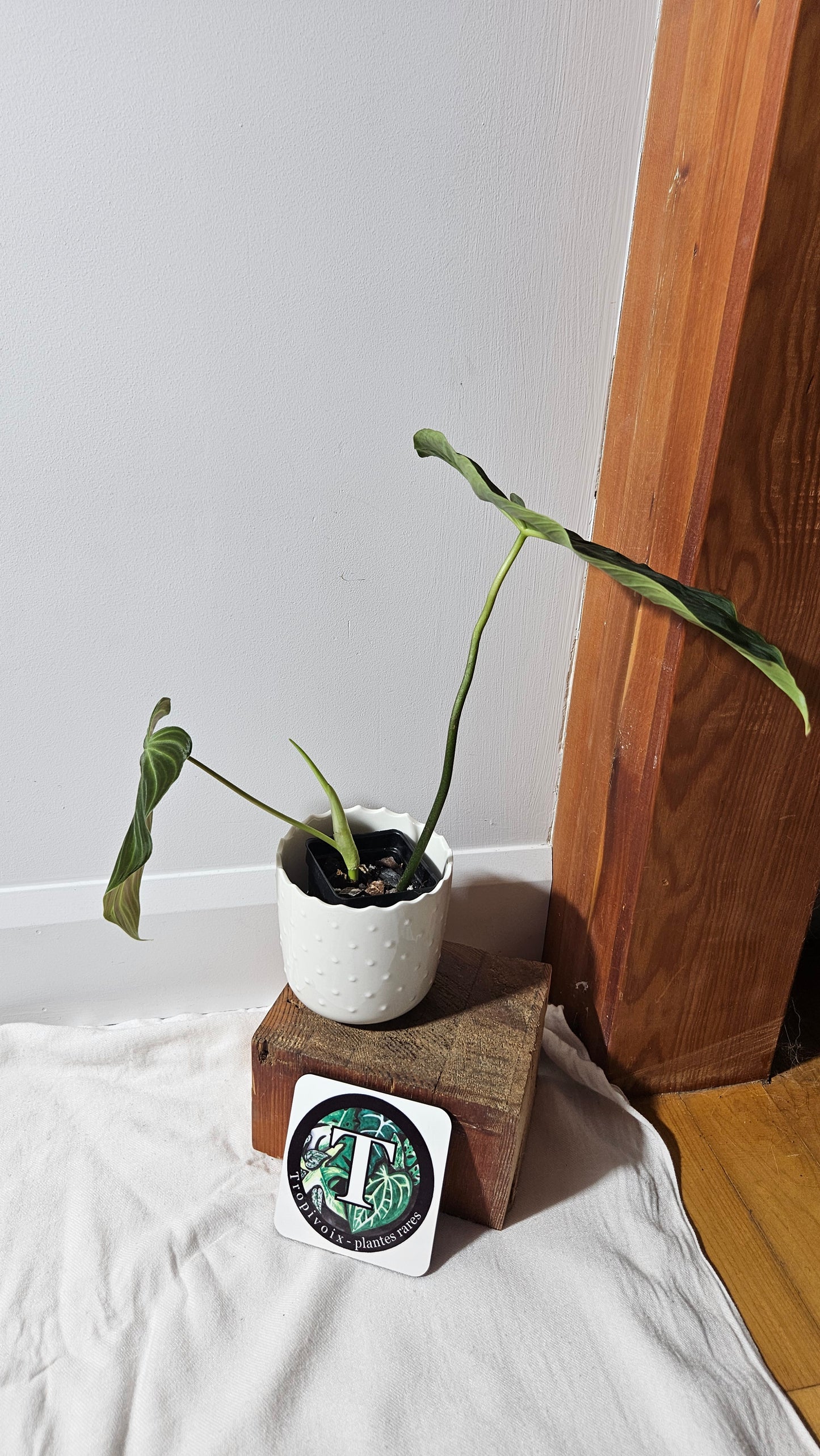 Philodendron Splendide "format LARGE" (PHI-923)