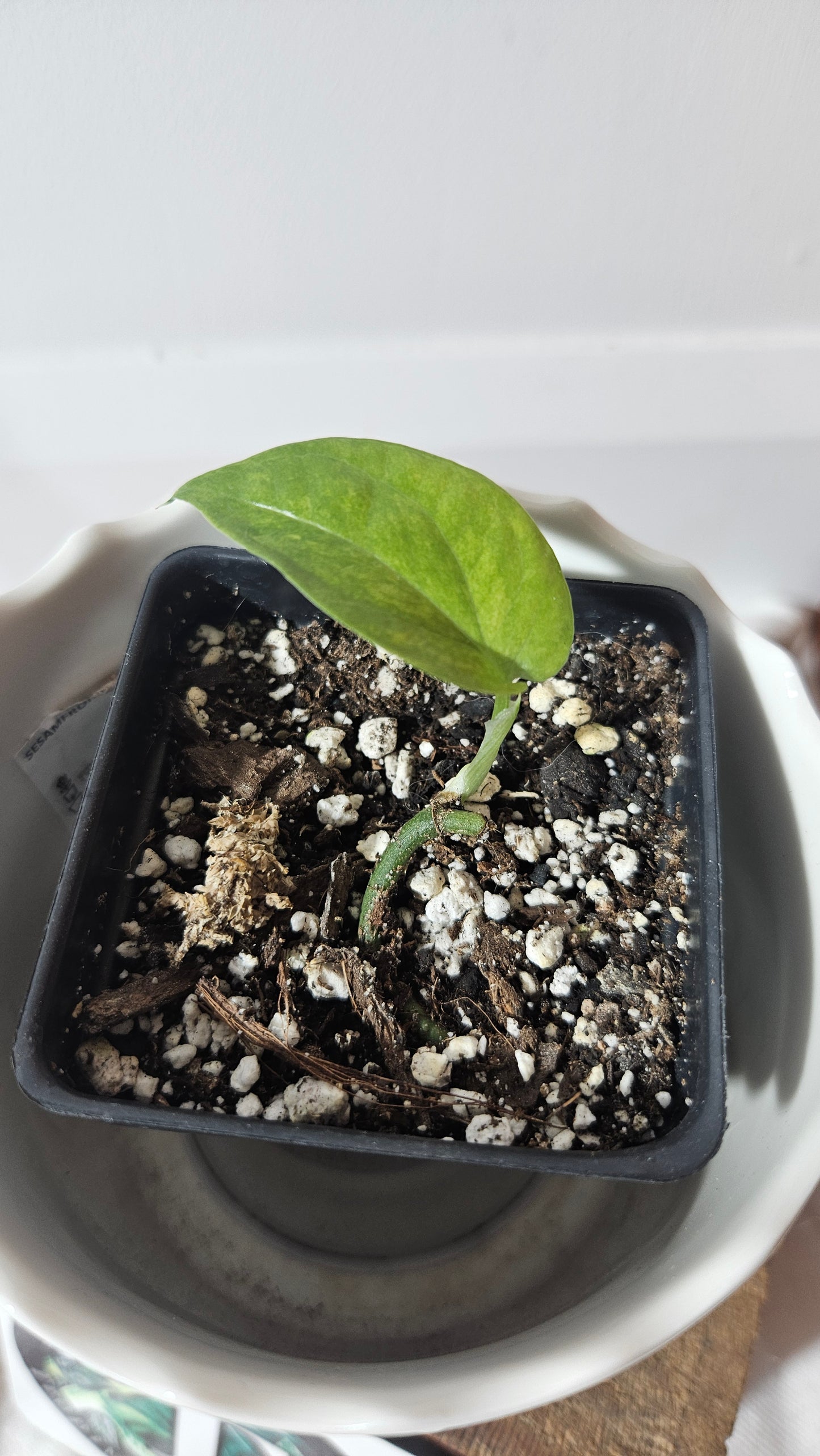 Amydrium Medium Mint Variegata (AMY-029)