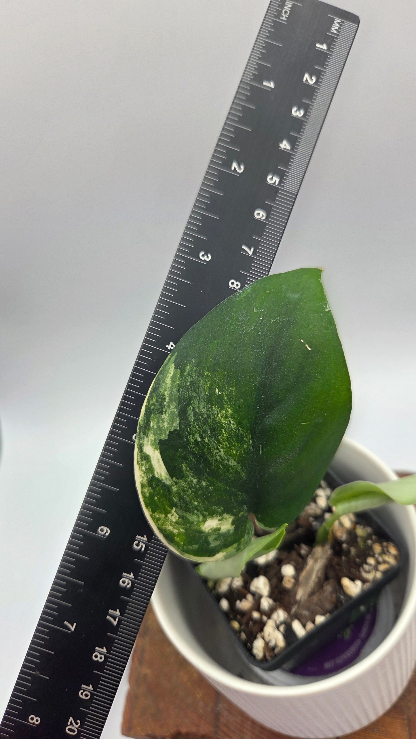 Scindapsus Jade Satin Aurea (SCI-1479)