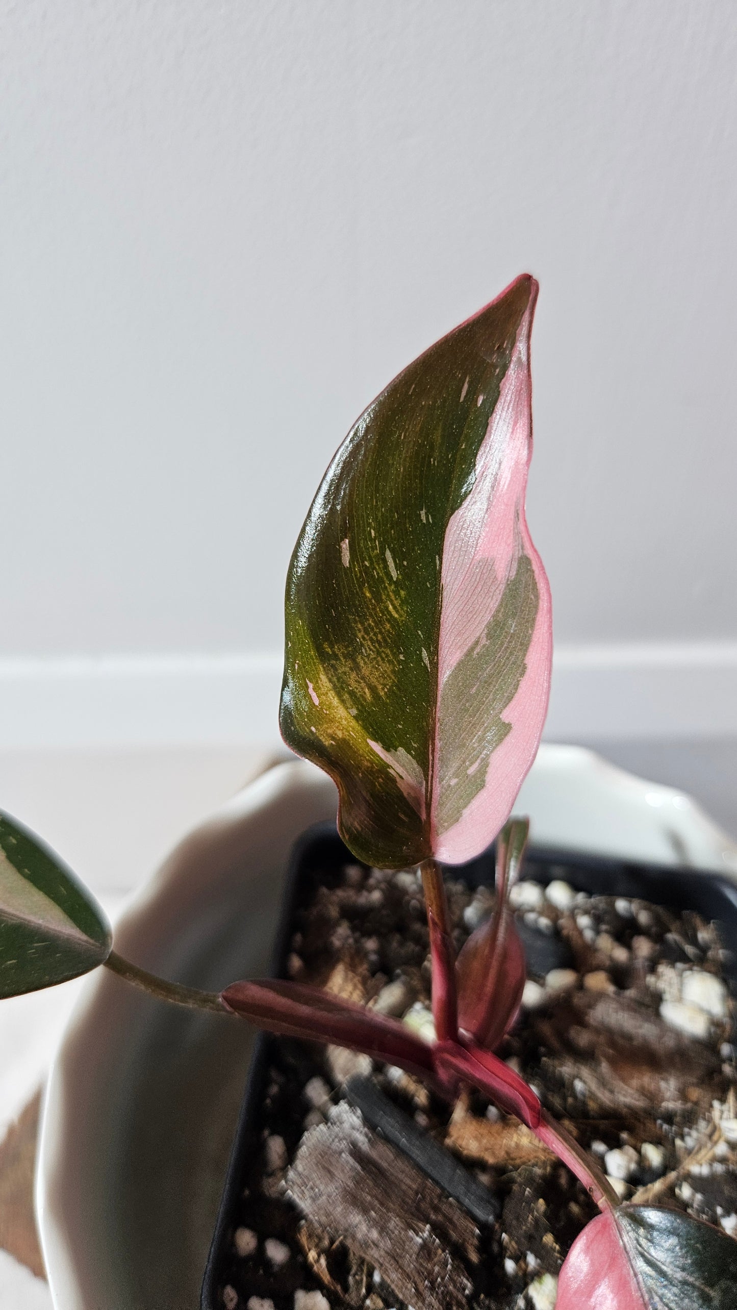 (Philodendron Black Cherry (PHI-712)