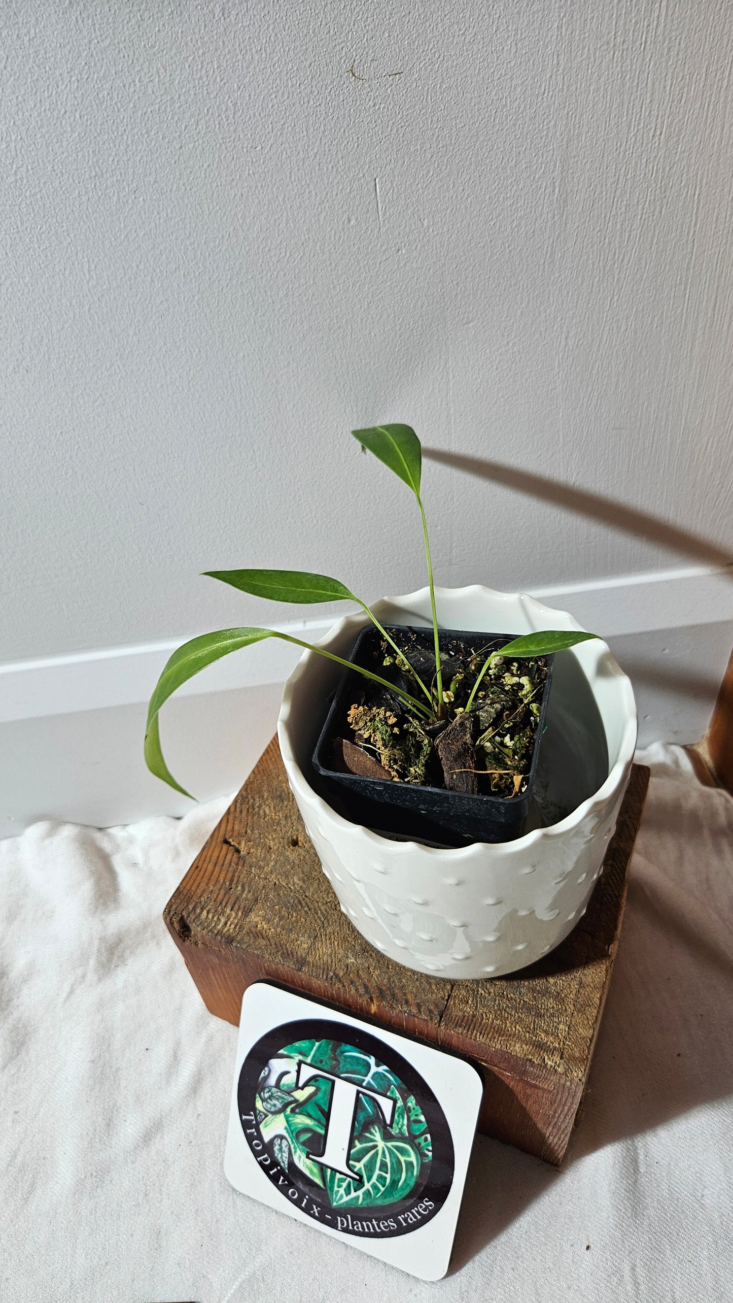 Anthurium Wendlingeri Aff "format PETIT" (ANT-537)