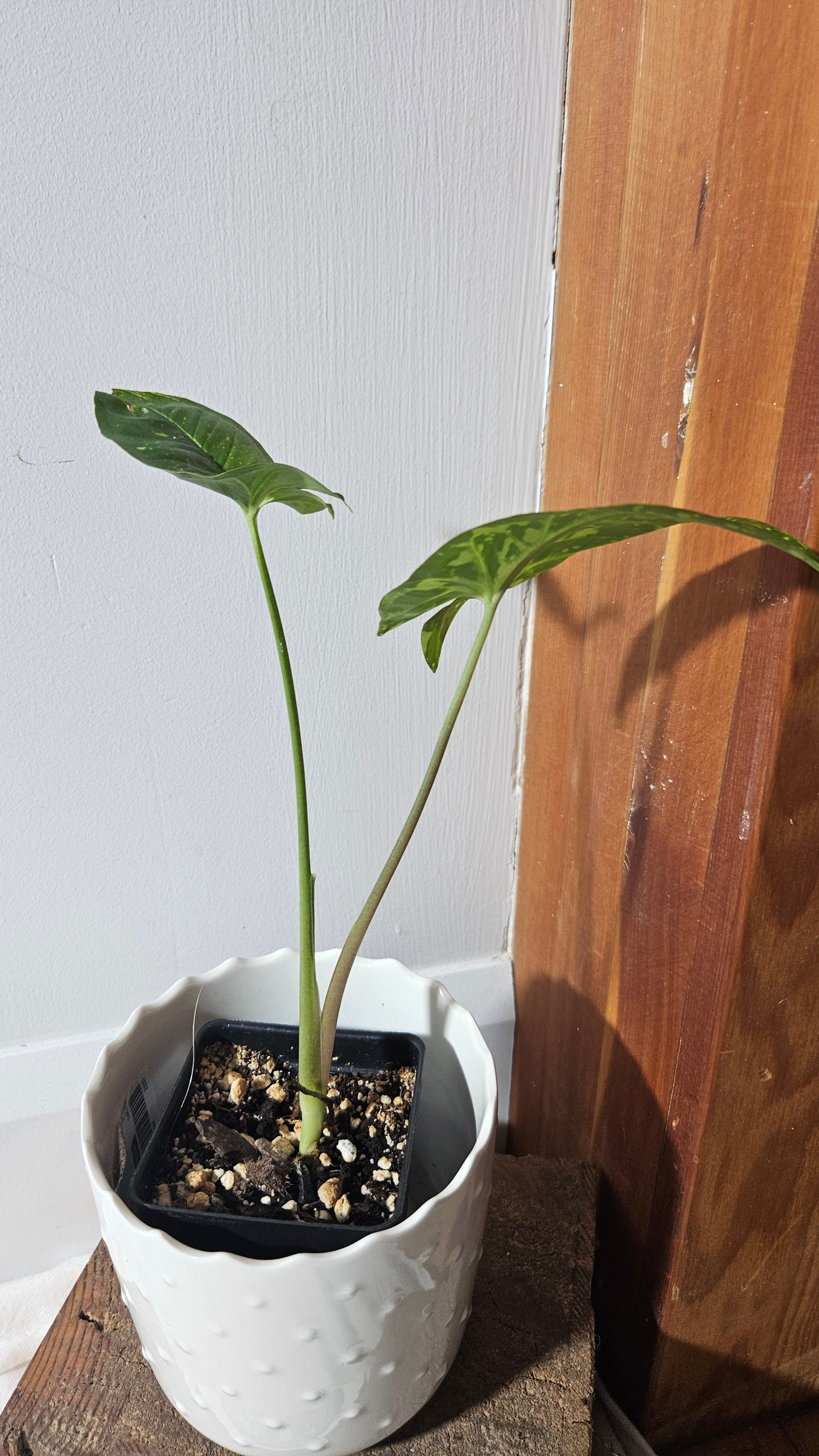 Syngonium Panda/Indo (SYN-421)