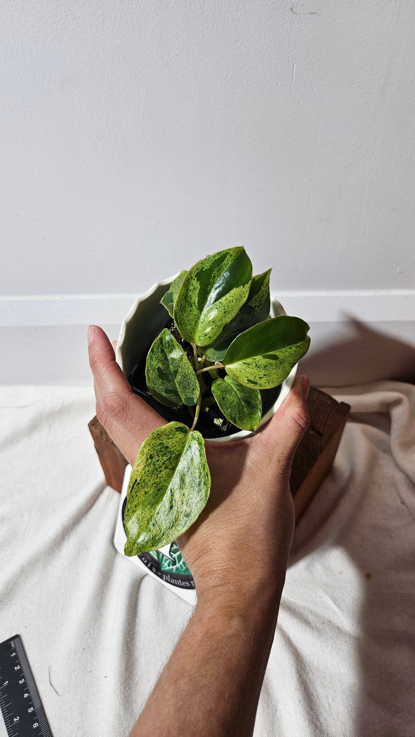 Philodendron BurleMarx Variegata X Paraiso Verde (PHI-859)