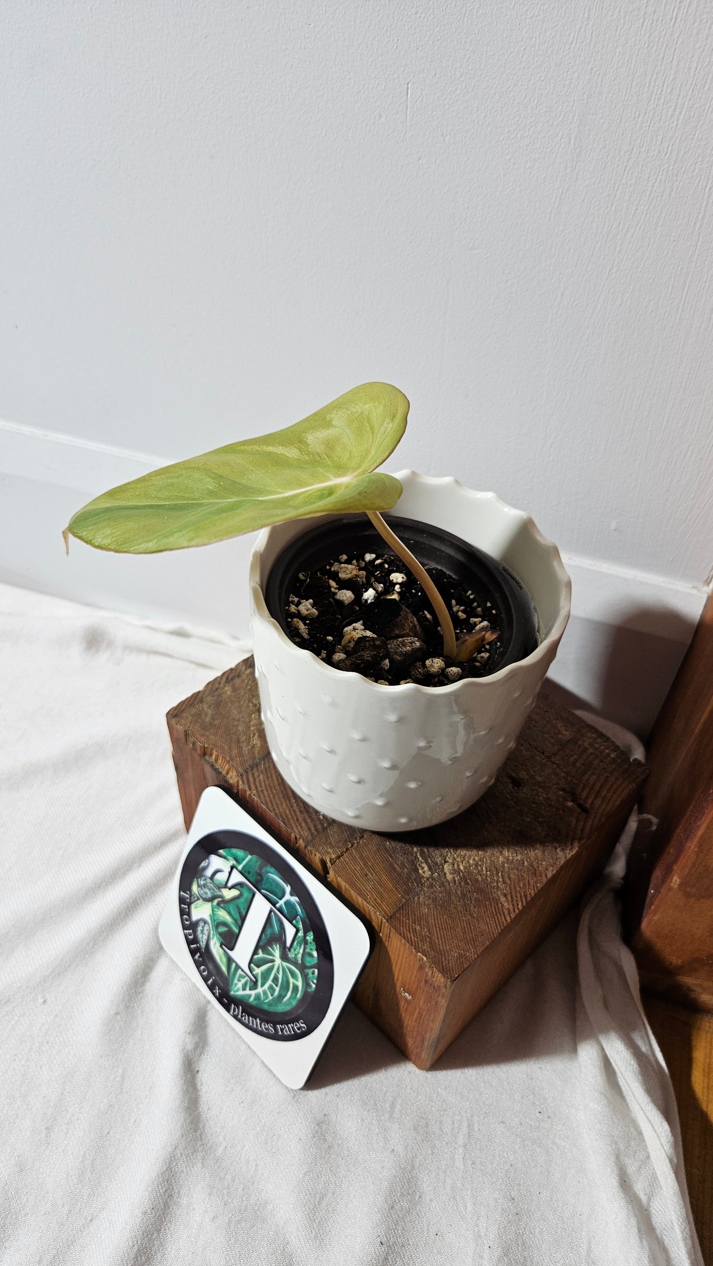 Philodendron Dean McDowell (PHI-829)