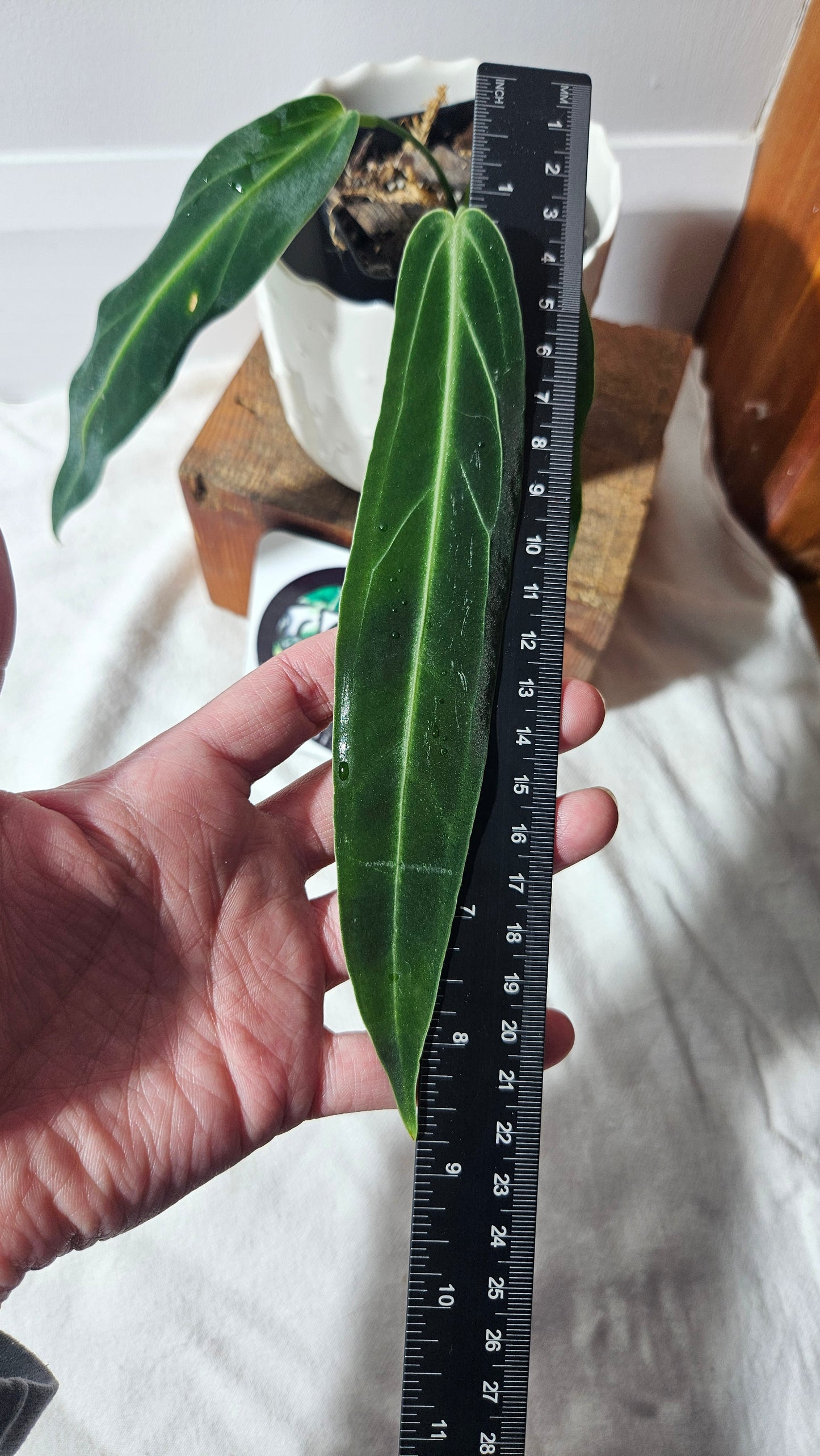 Anthurium Warocqueanum Super Narrow "format MOYEN" (ANT-395)