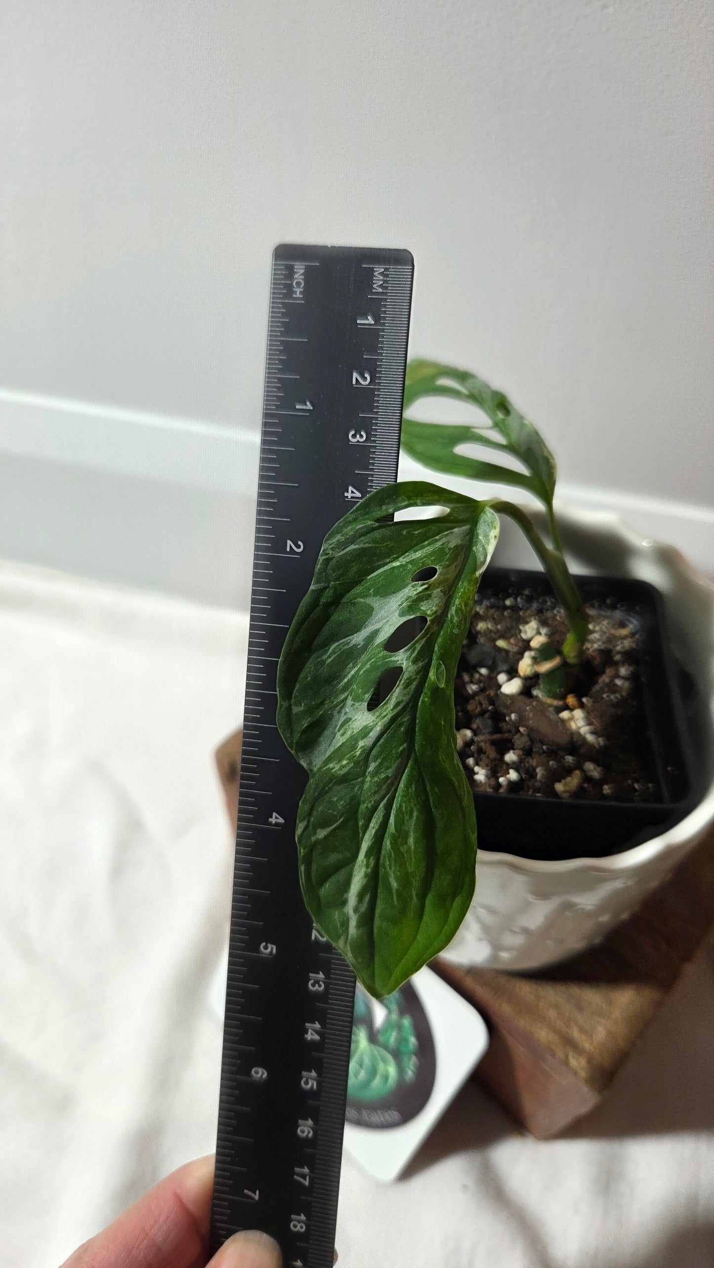 Monstera Andasonii Mint/Indo (MON-499)