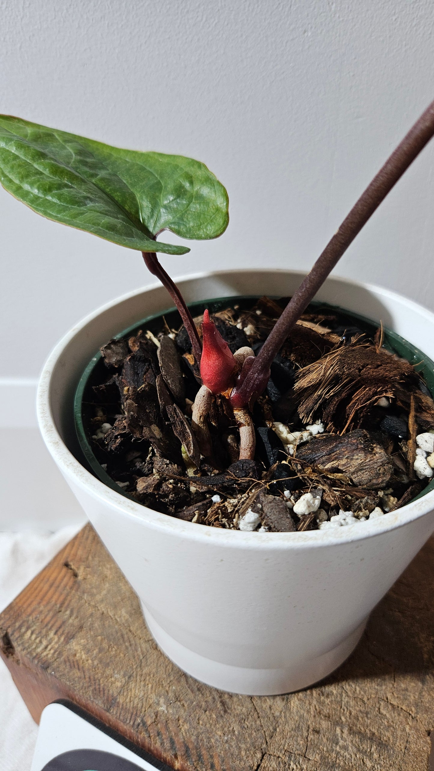 Anthurium Radican "format LARGE" (ANT-011)