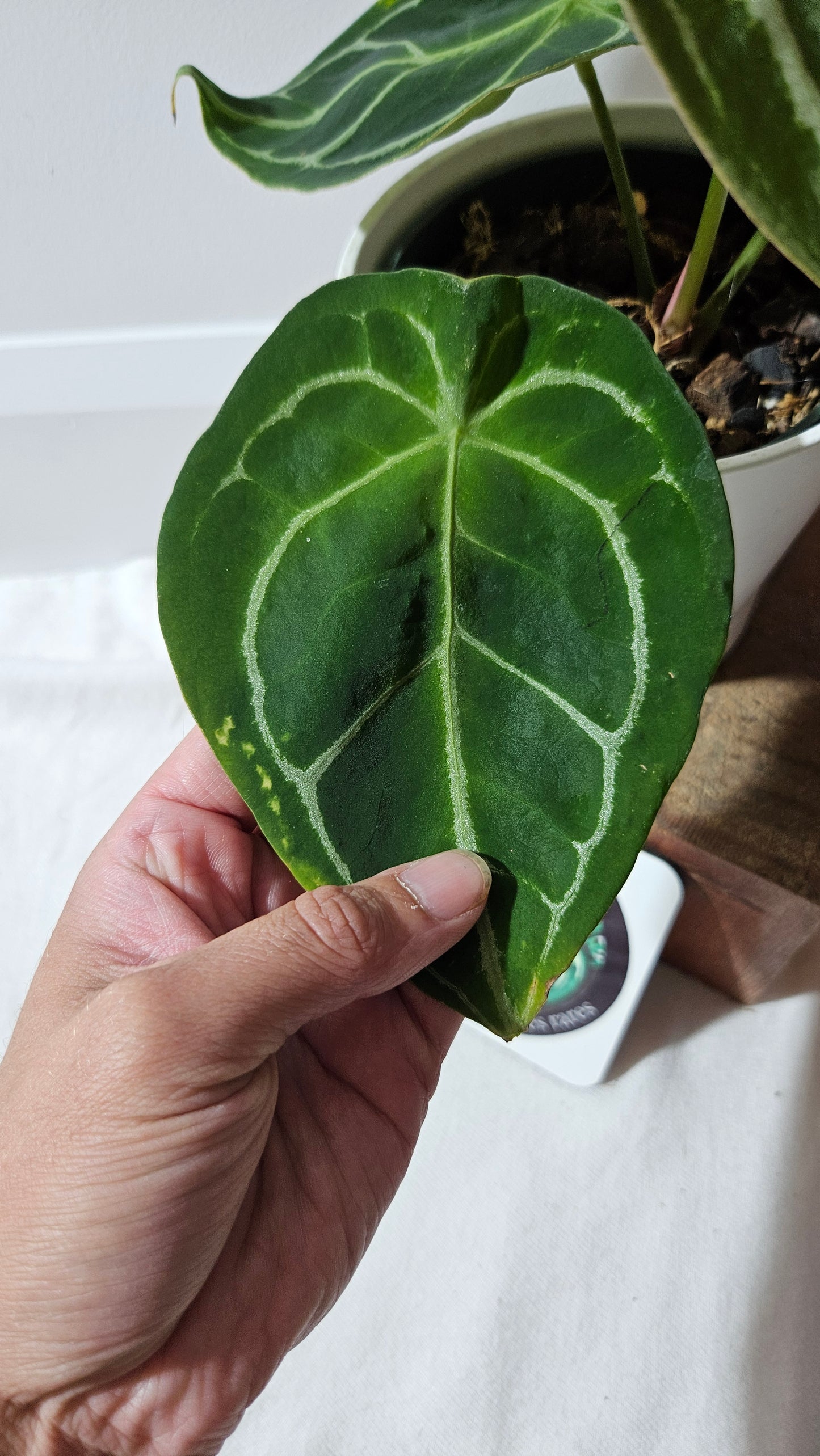 Anthurium Forgetti Dark "LARGE format" (ANT-122)