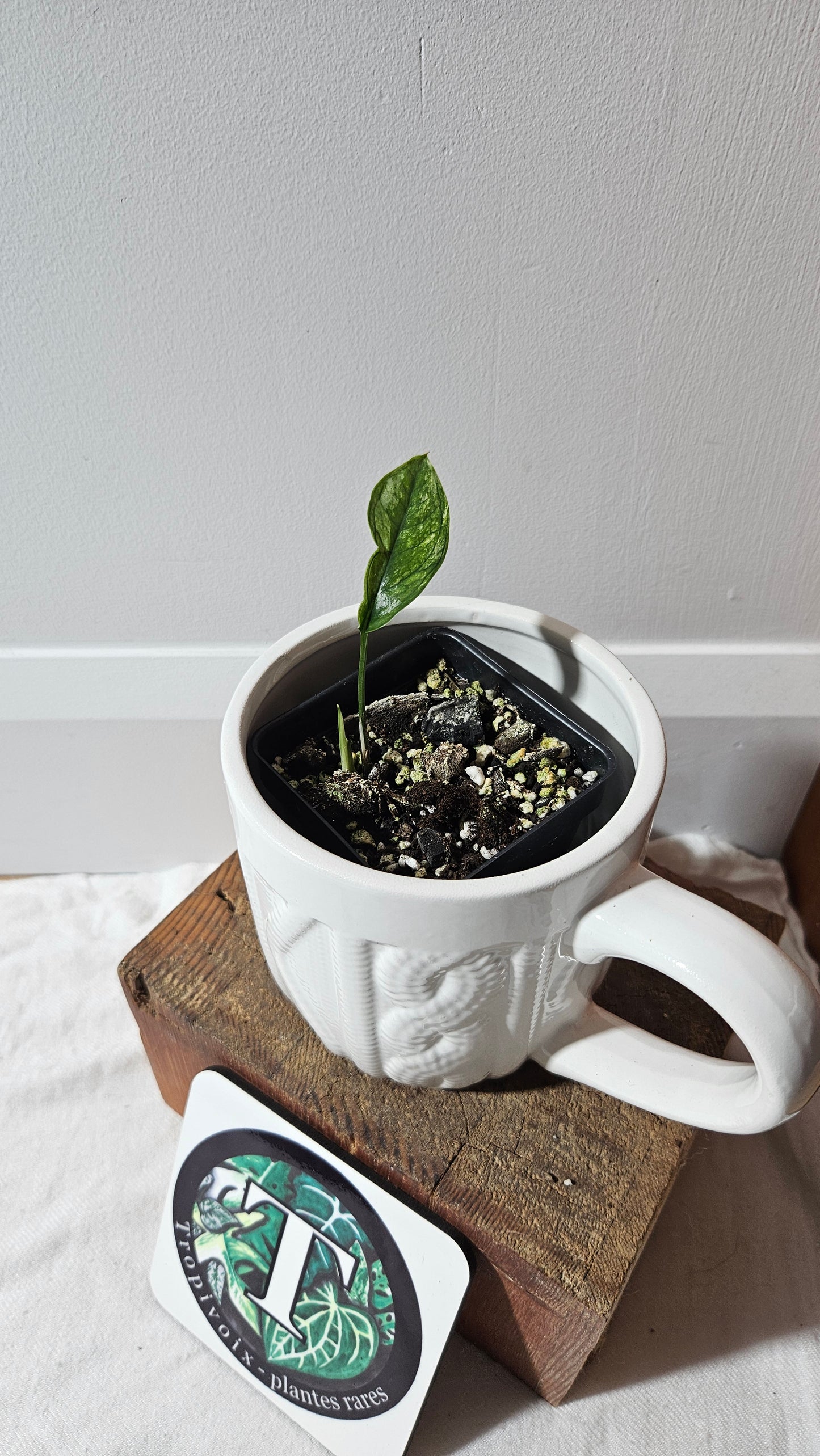 Epipremnum SP Bali Hanoman Variegata (EPI-223)
