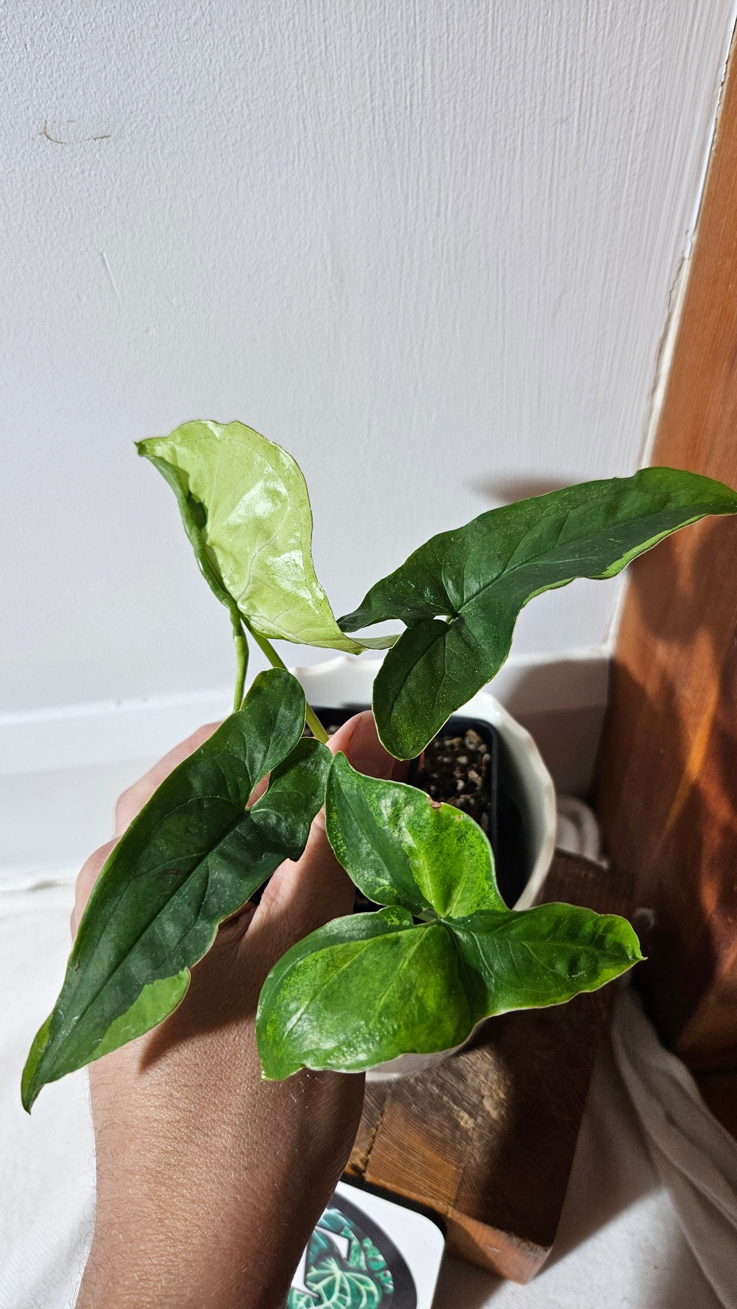 Syngonium Green Beauty (SYN-447)