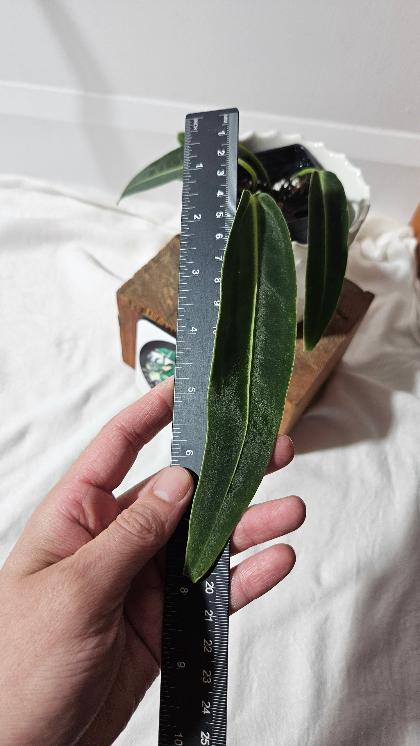 Anthurium Warocqueanum "format MOYEN"(ANT-424)