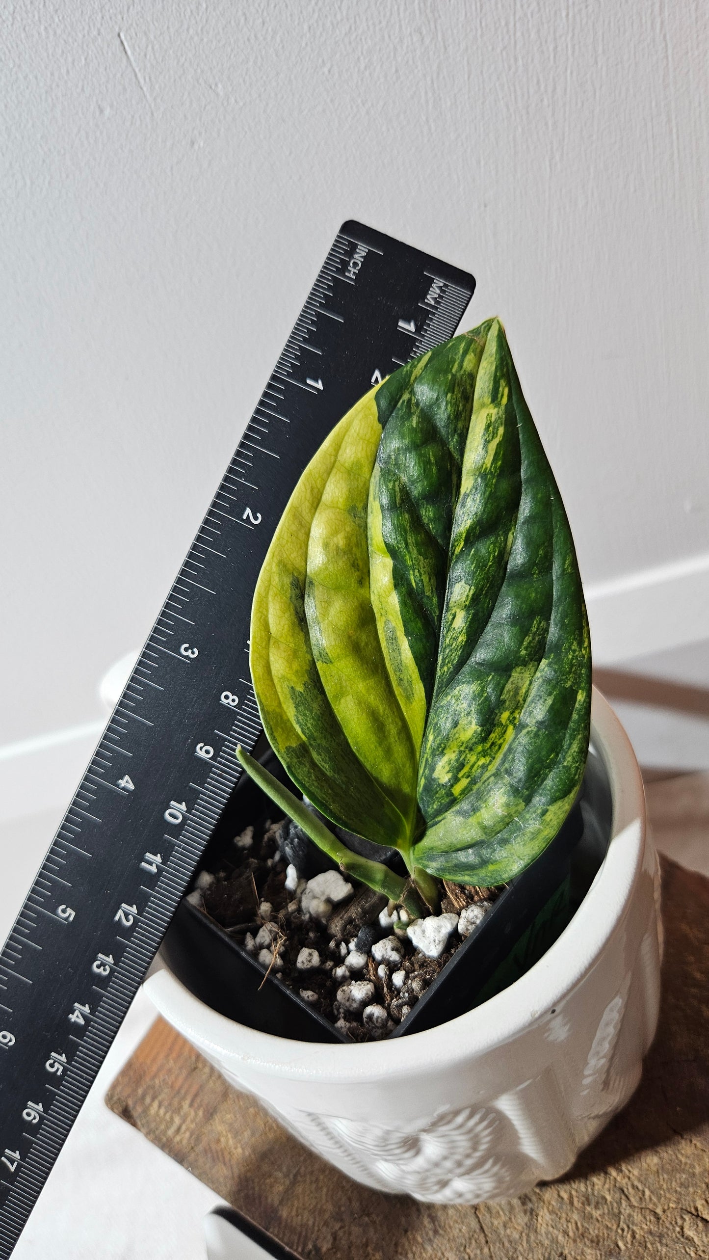Monstera Karstenianum/Peru Variegata (MON-467)