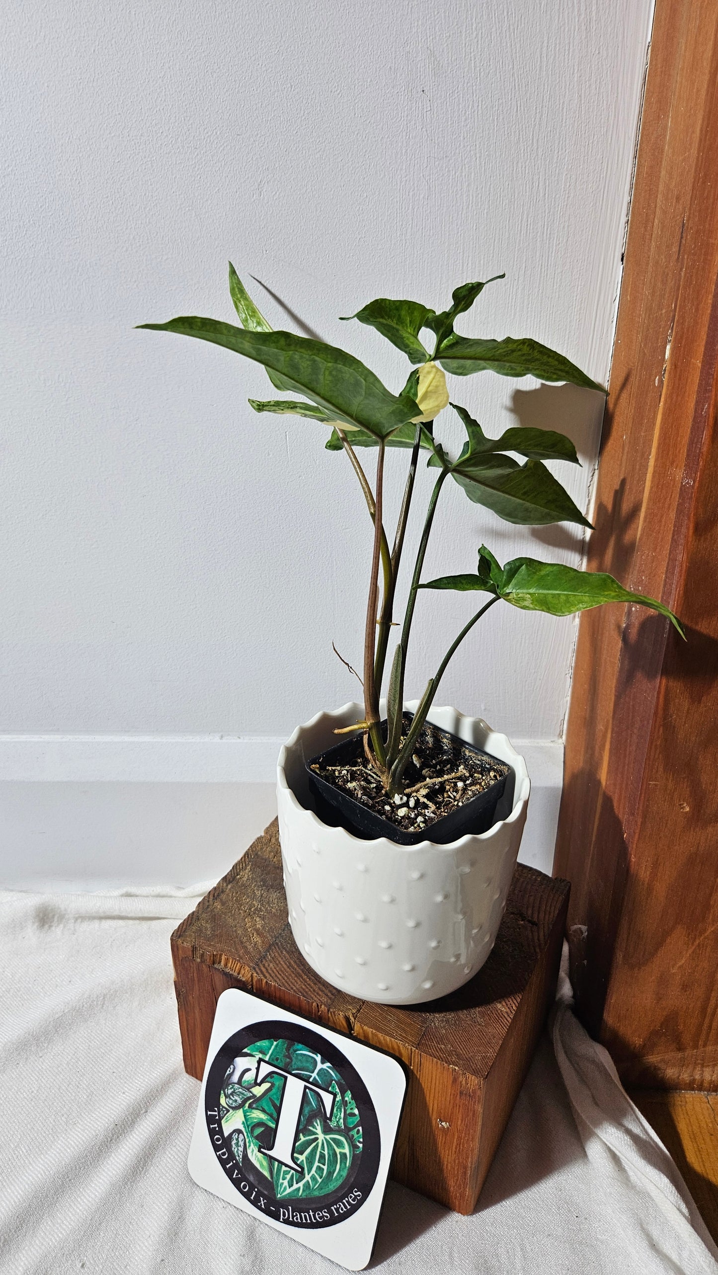 Syngonium Angustatum Albo (SYN-136)