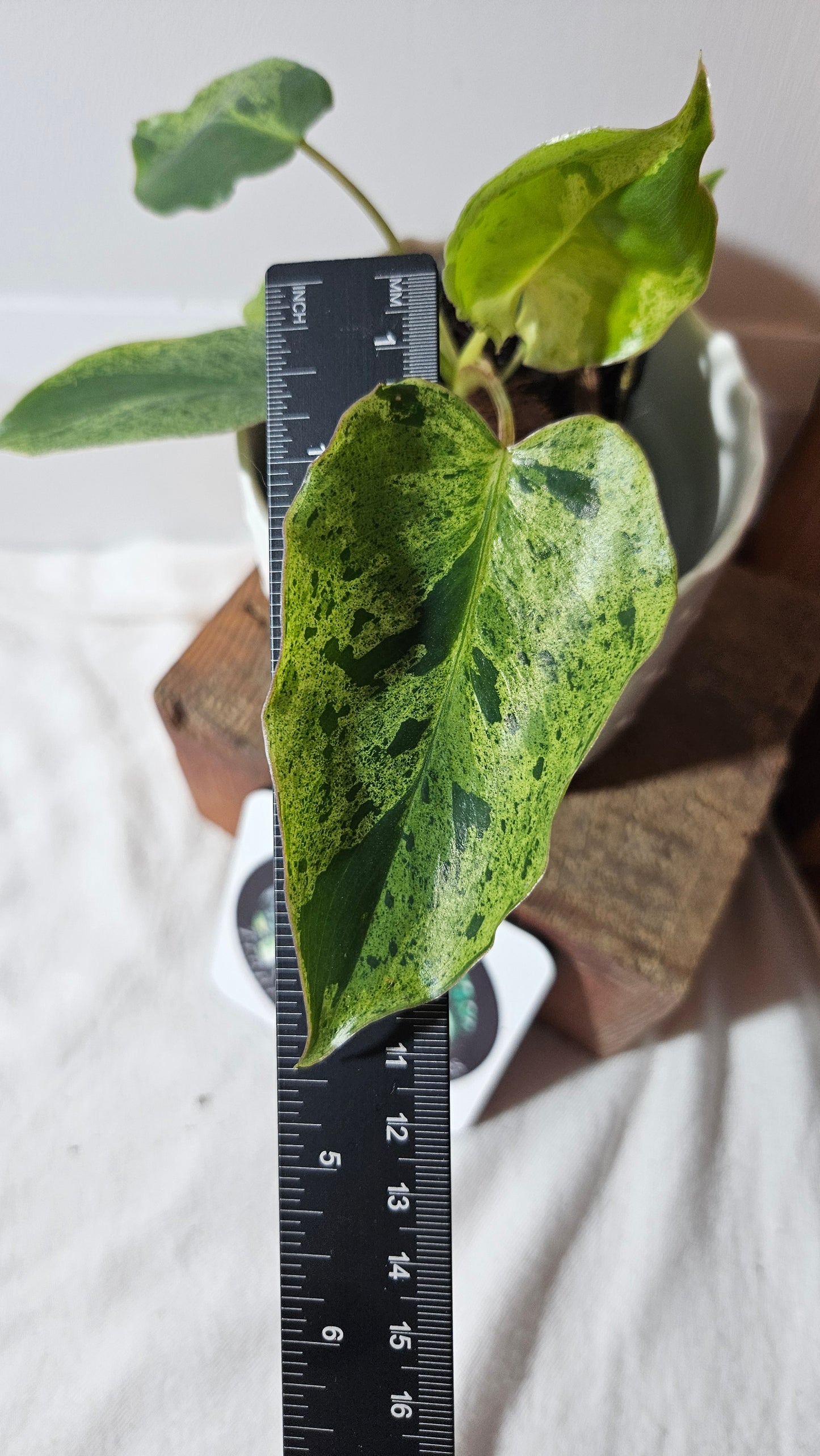 Philodendron BurleMarx Variegata X Paraiso Verde (PHI-790)