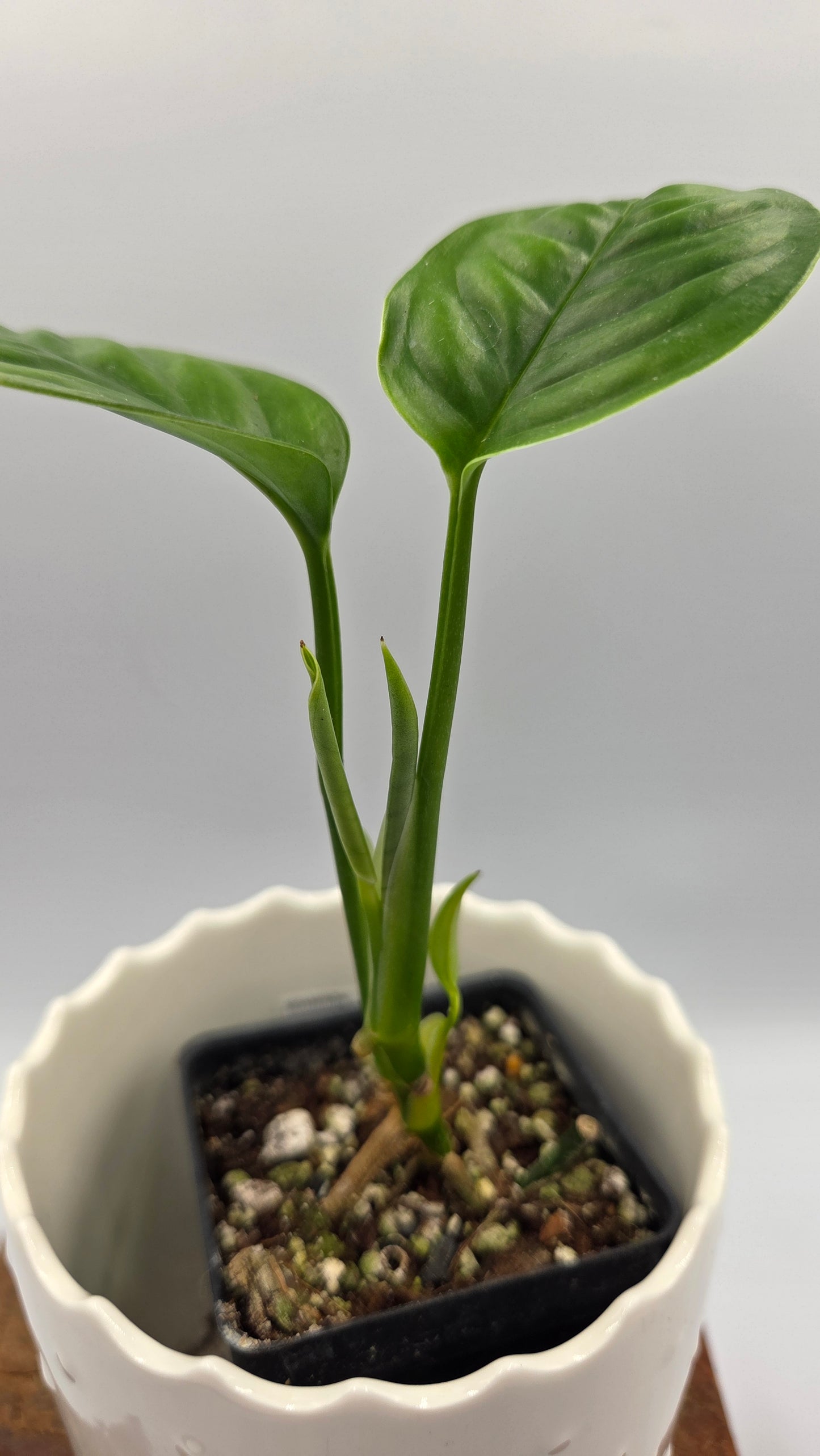 Monstera Obliqua Aff Limon (MON-551)