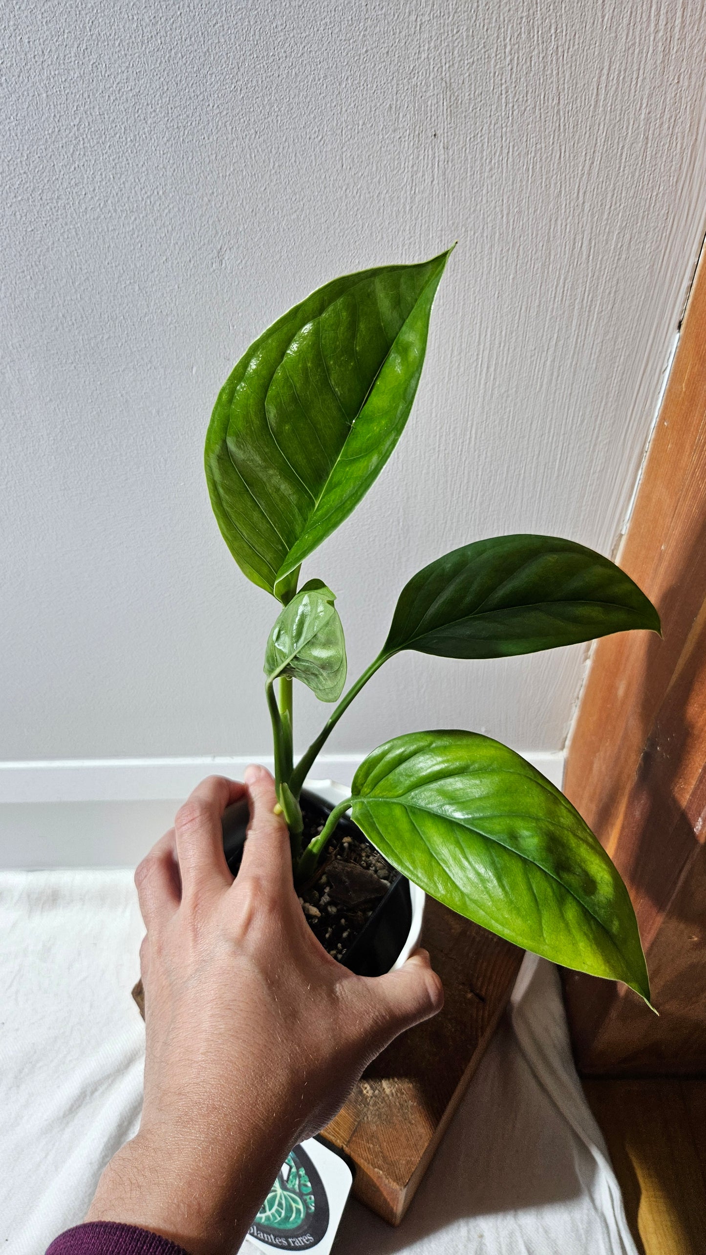 Monstera Obliqua Aff Calacali (MON-445)