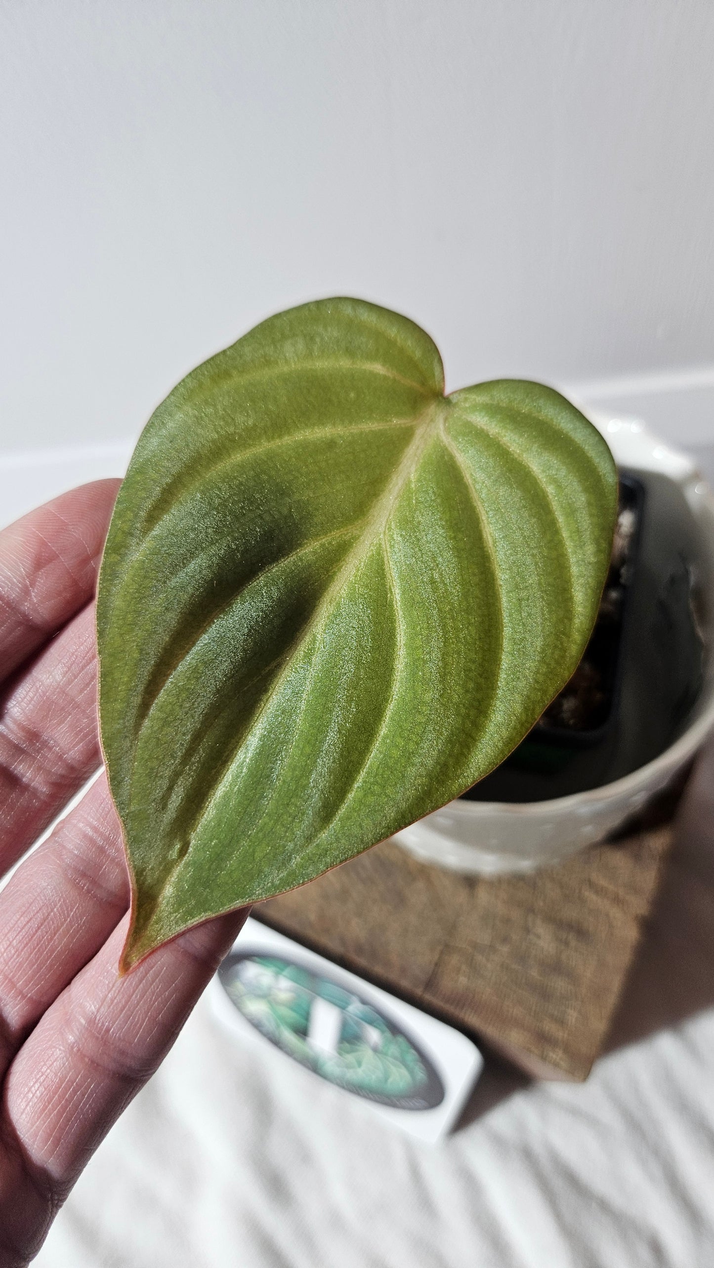 Philodendron Gloriosum Radiante Spécial (PHI-771)