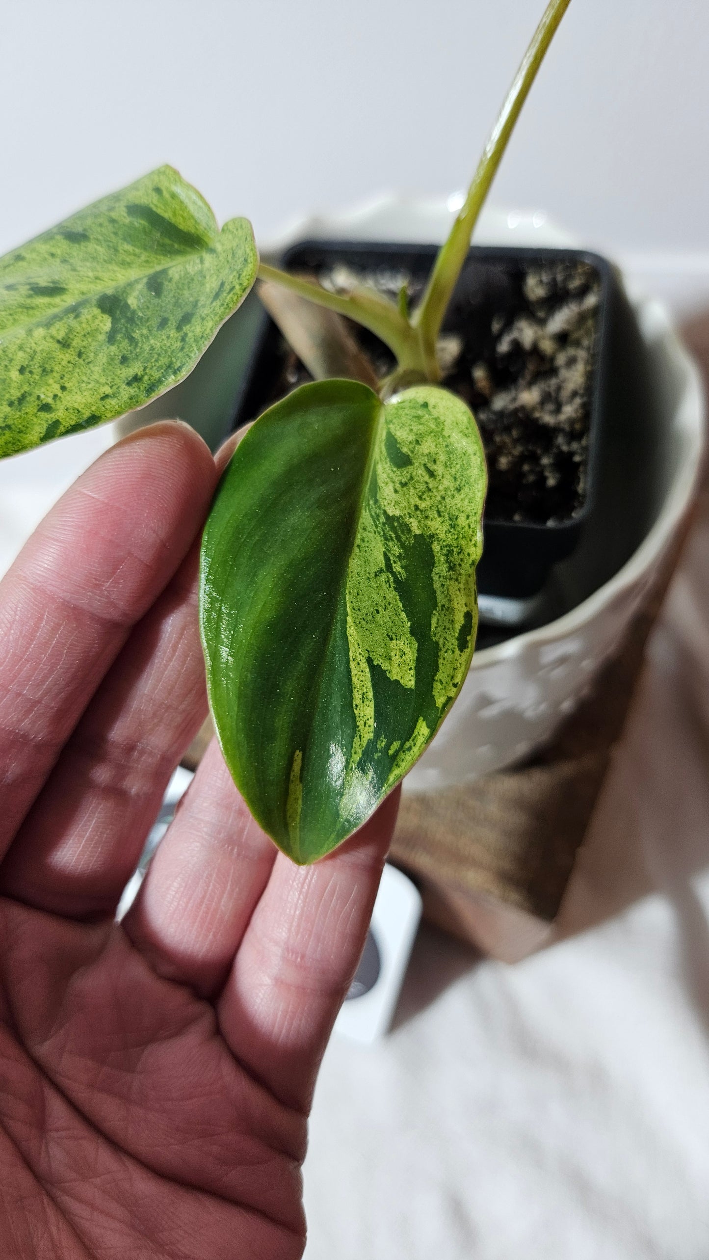 Philodendron BurleMarx Variegata X Paraiso Verde (PHI-740)