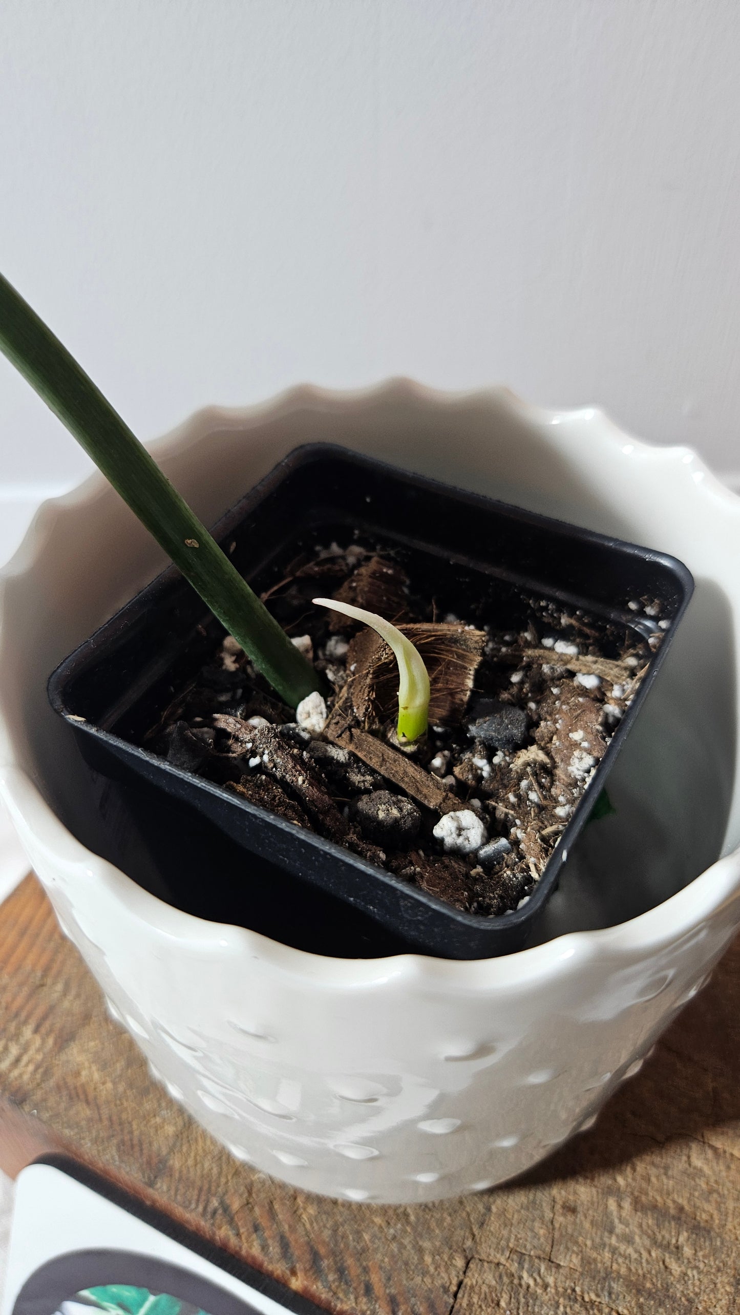 Philodendron Gothic Elegace /(Tortum X Spiritus Sancti) (PHI-933)