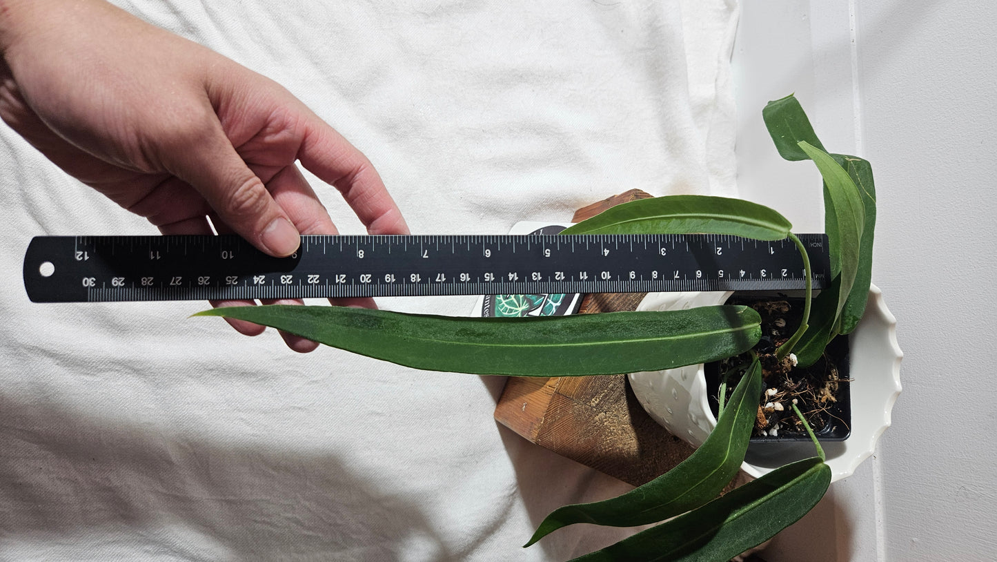 Anthurium Pallidiflorum Narrow "format MOYEN"(ANT-420)