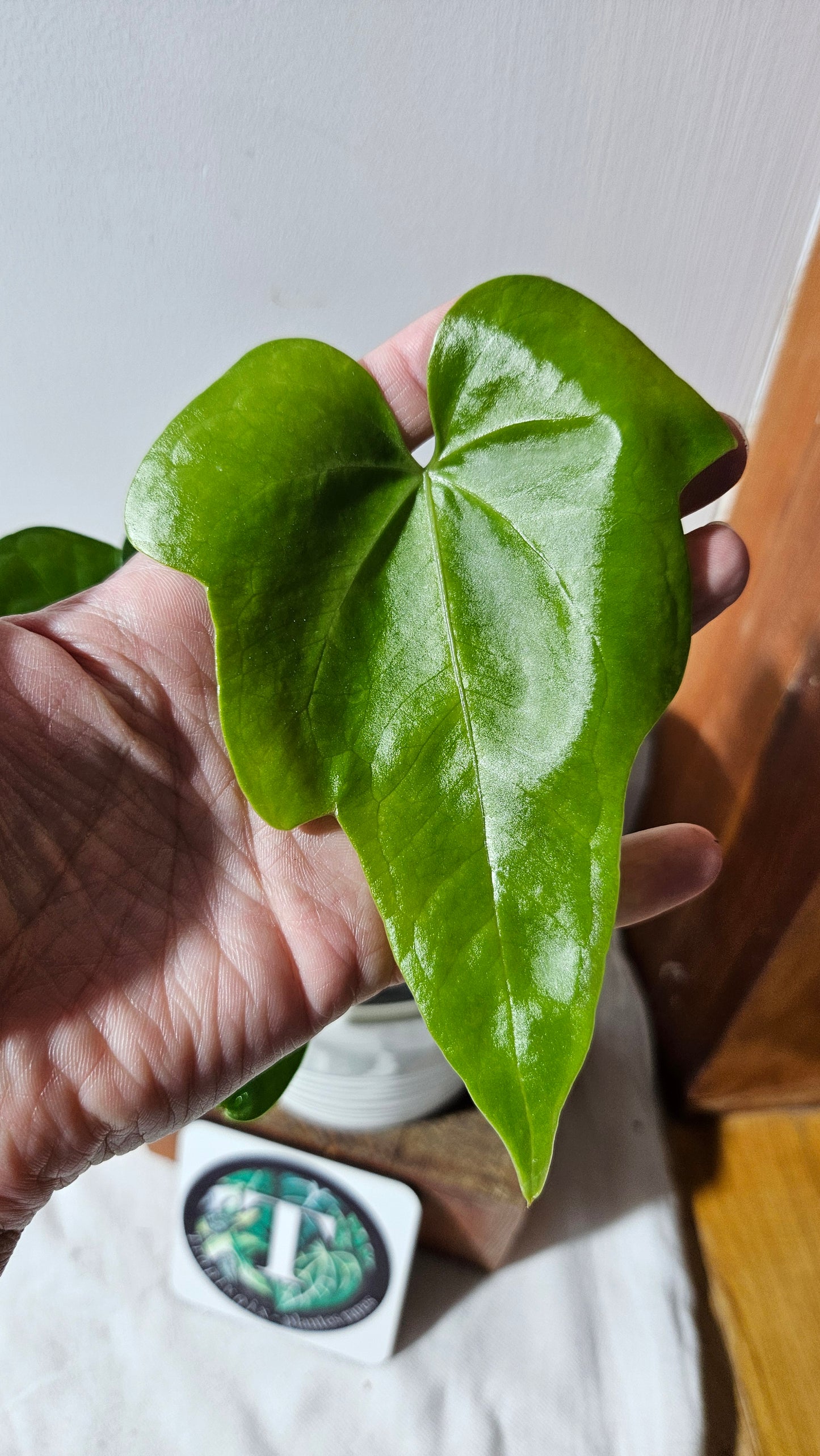 Anthurium Pterodactyl "format MOYEN" (ANT-554)