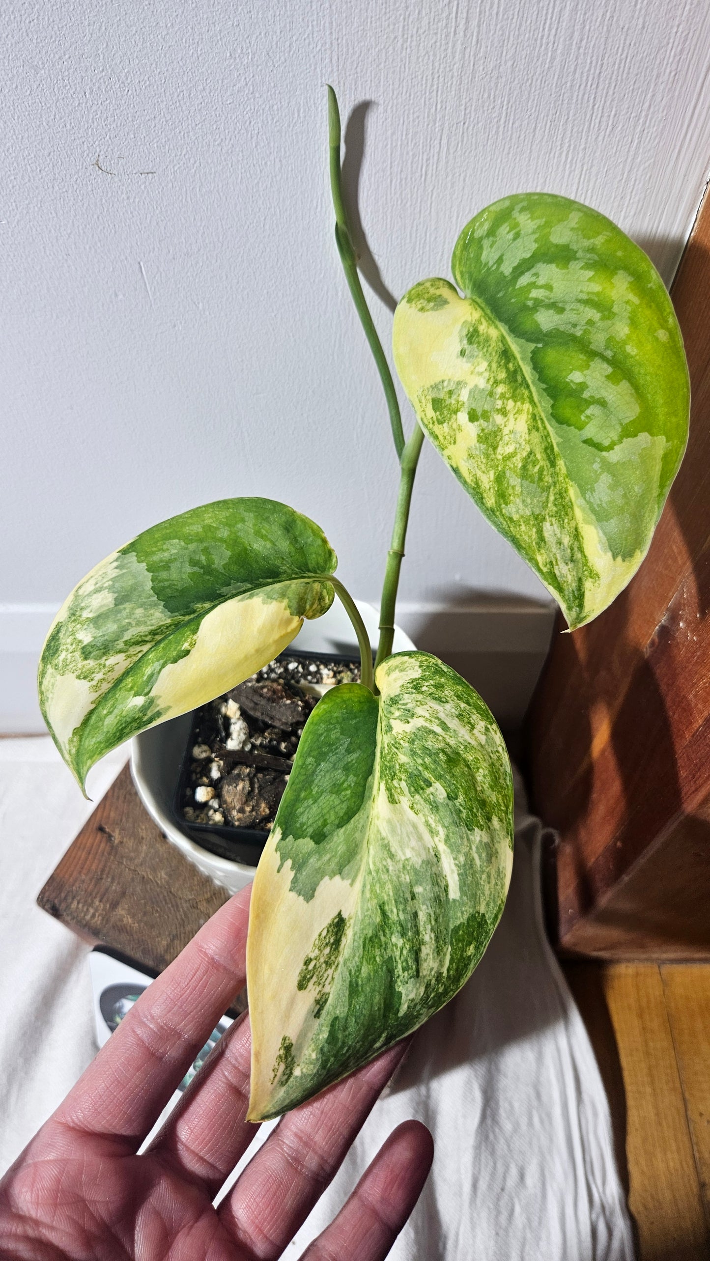 Scindapsus Swarnabhumi (SCI-958)