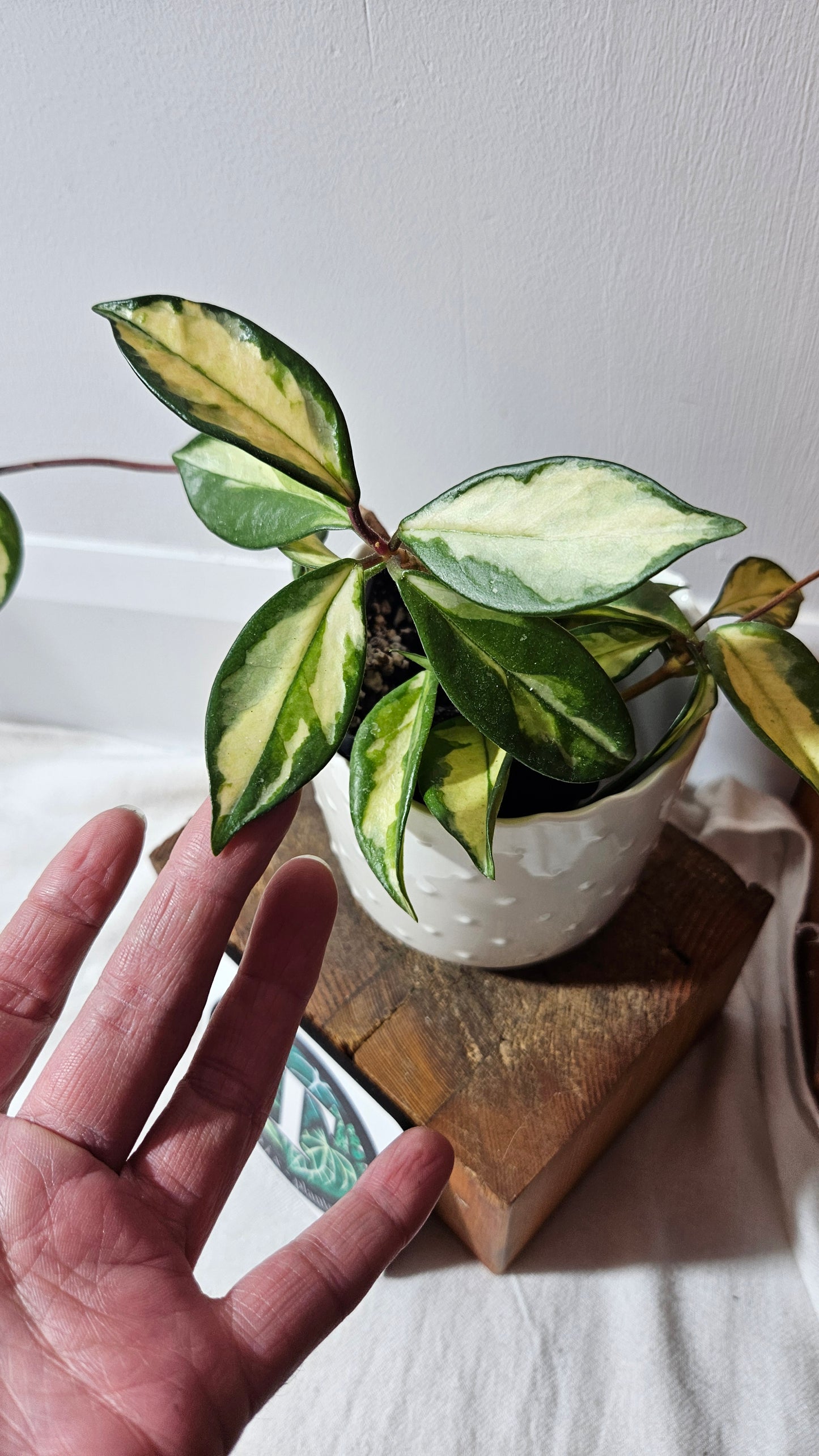 Hoya Crimson Princess (HOY-023)