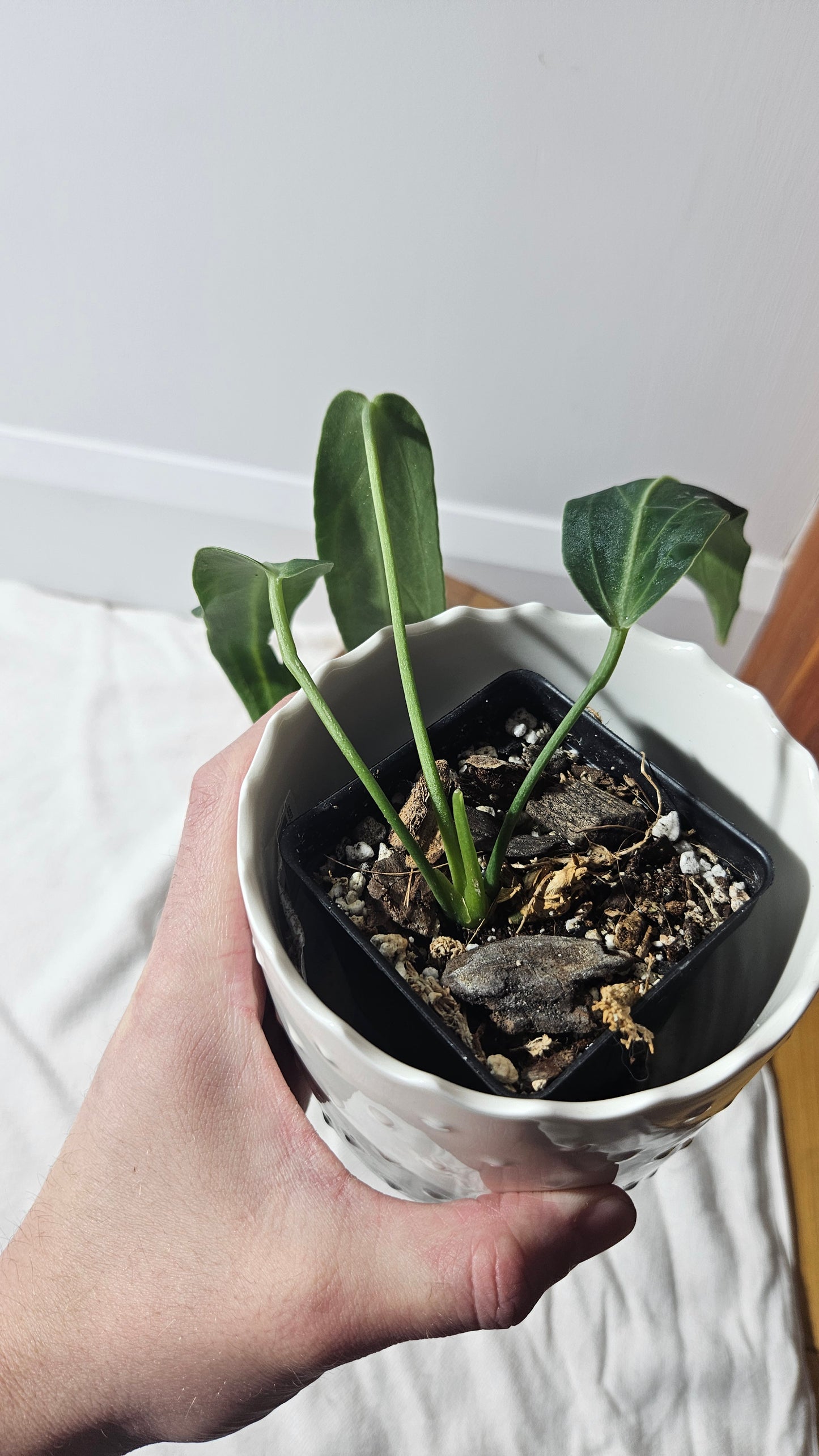 Anthurium Warocqueanum Super Narrow "format MOYEN" (ANT-395)