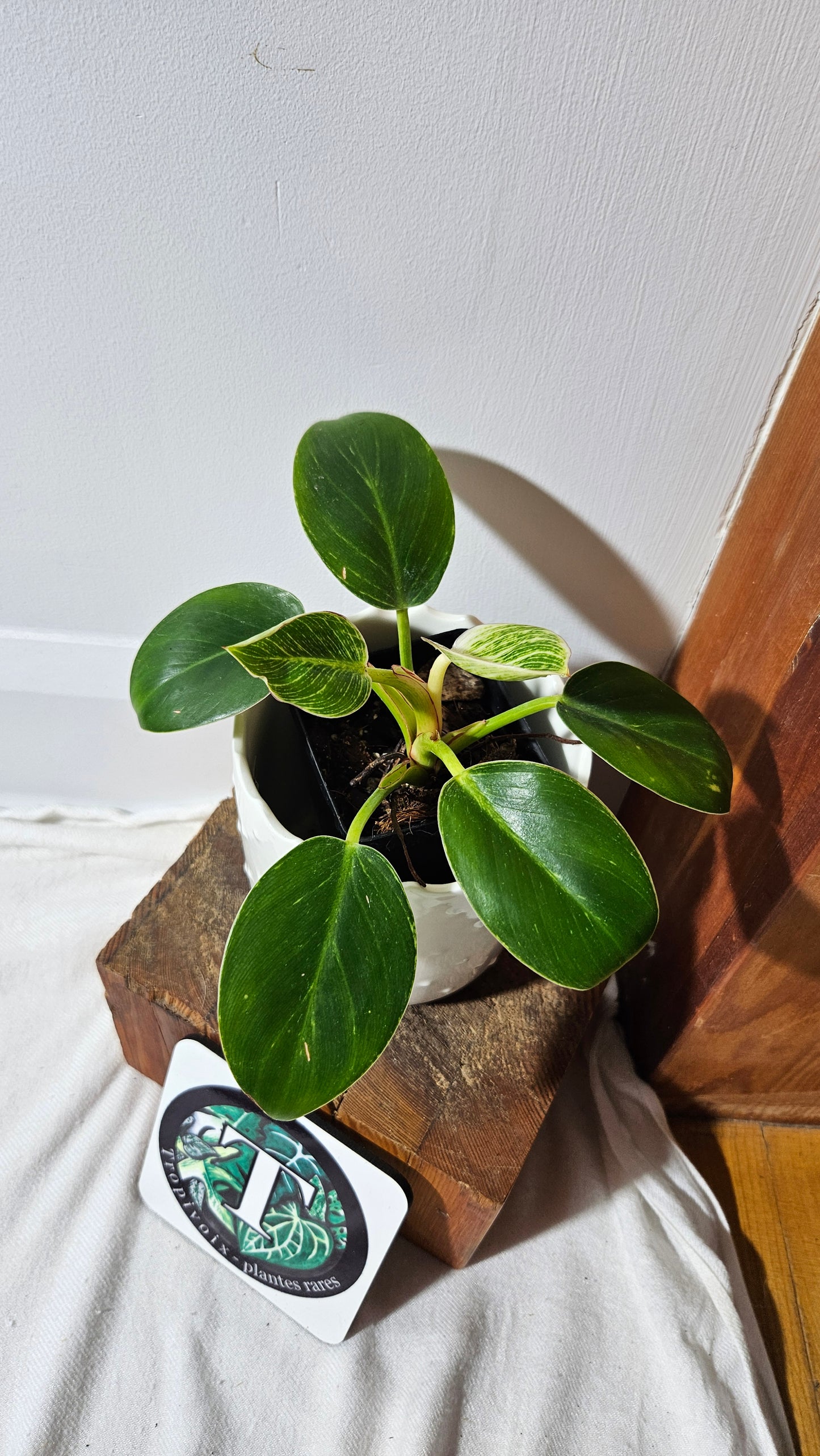 Philodendron Birkin (PHI-852)