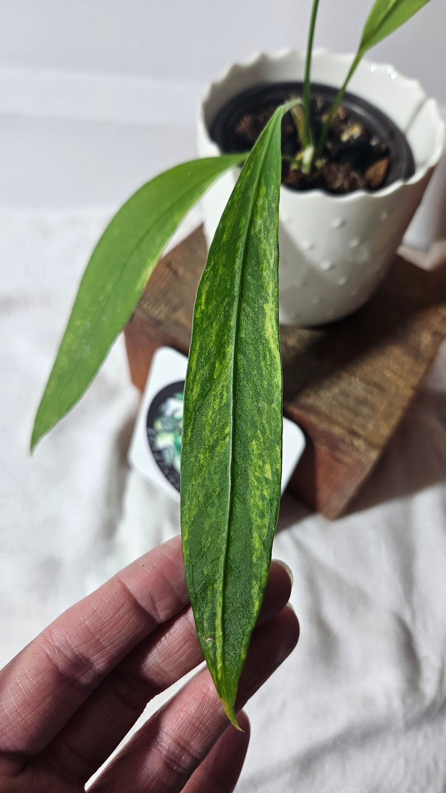 Anthurium Vittarifolium Variegata "format MOYEN"(ANT-308)