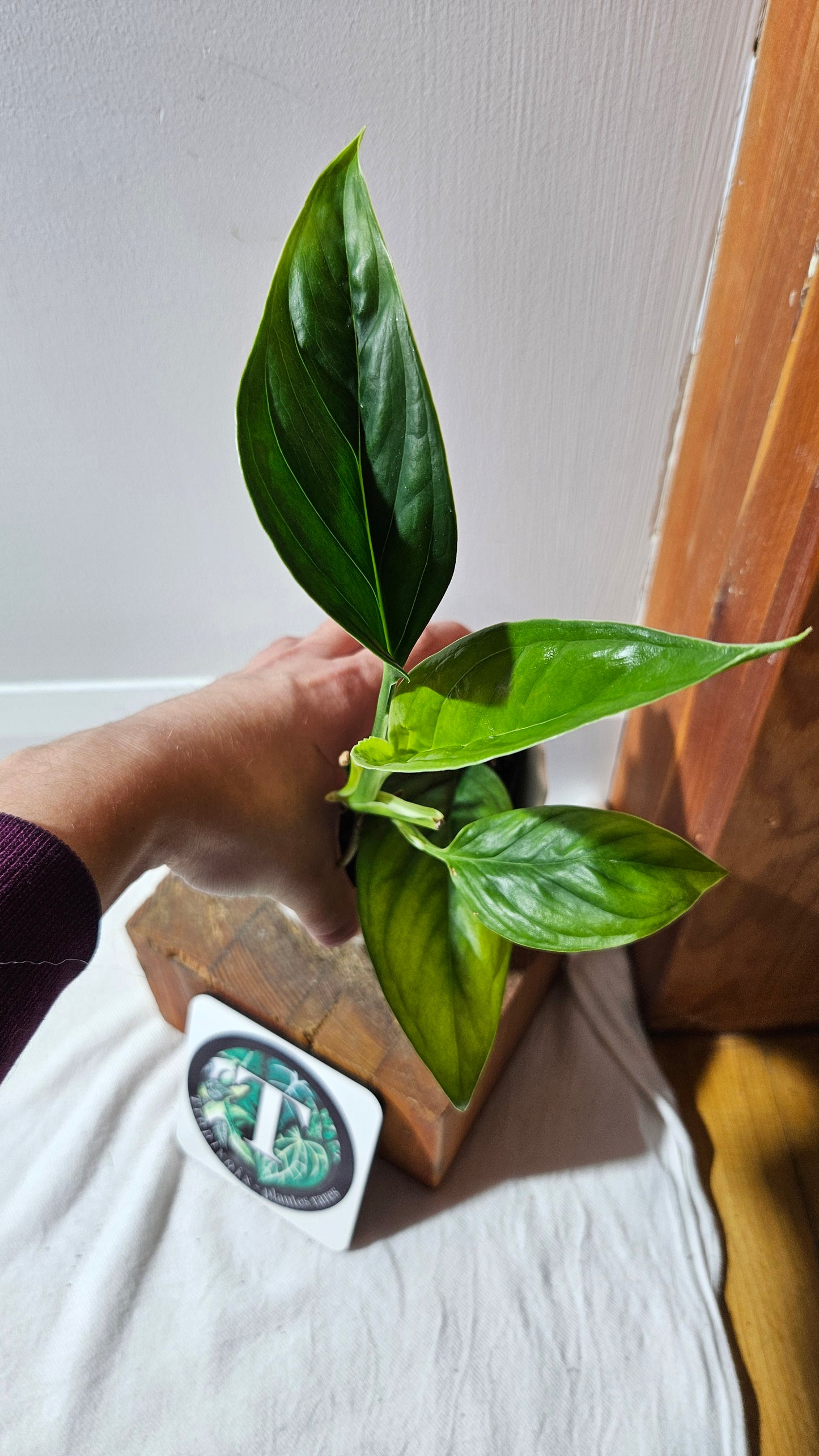 Monstera Obliqua Aff Calacali (MON-446)
