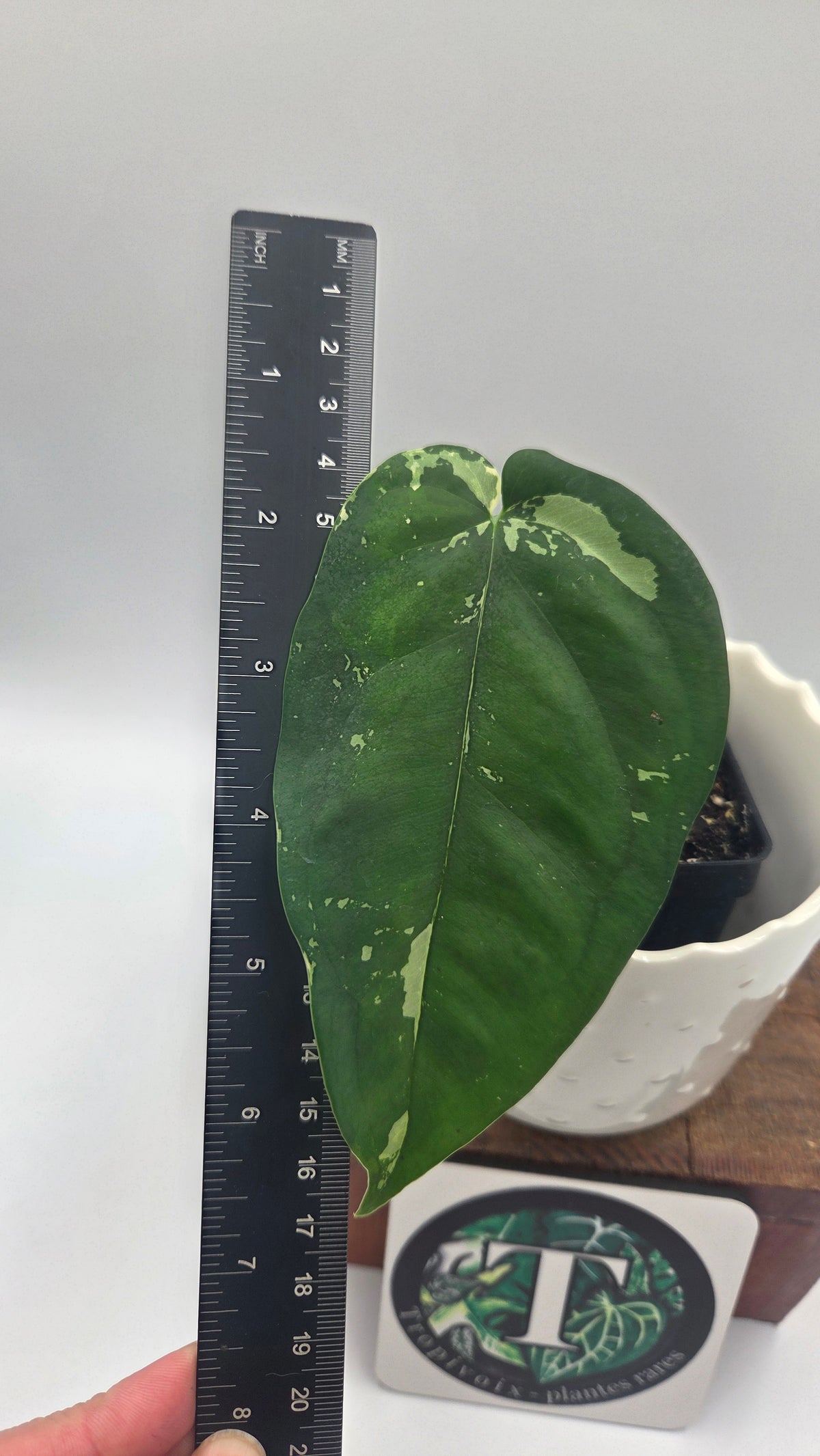 Syngonium Chiapense Albo (SYN-450)