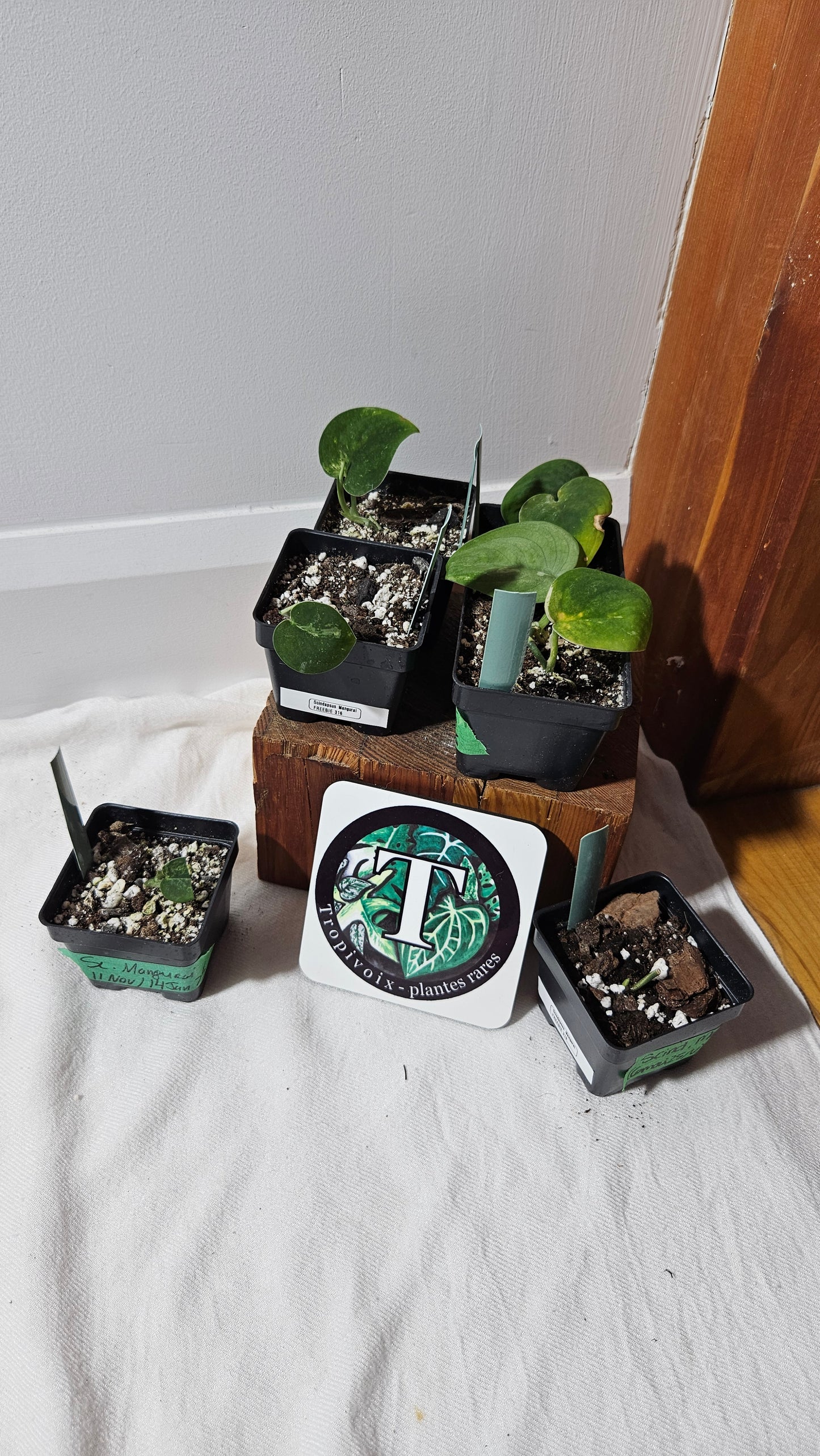 "FREEBIE" Scindapsus Mangurai 1 FREEBIE/PERSONNE (avec achat minimal de 60$ avant taxes)