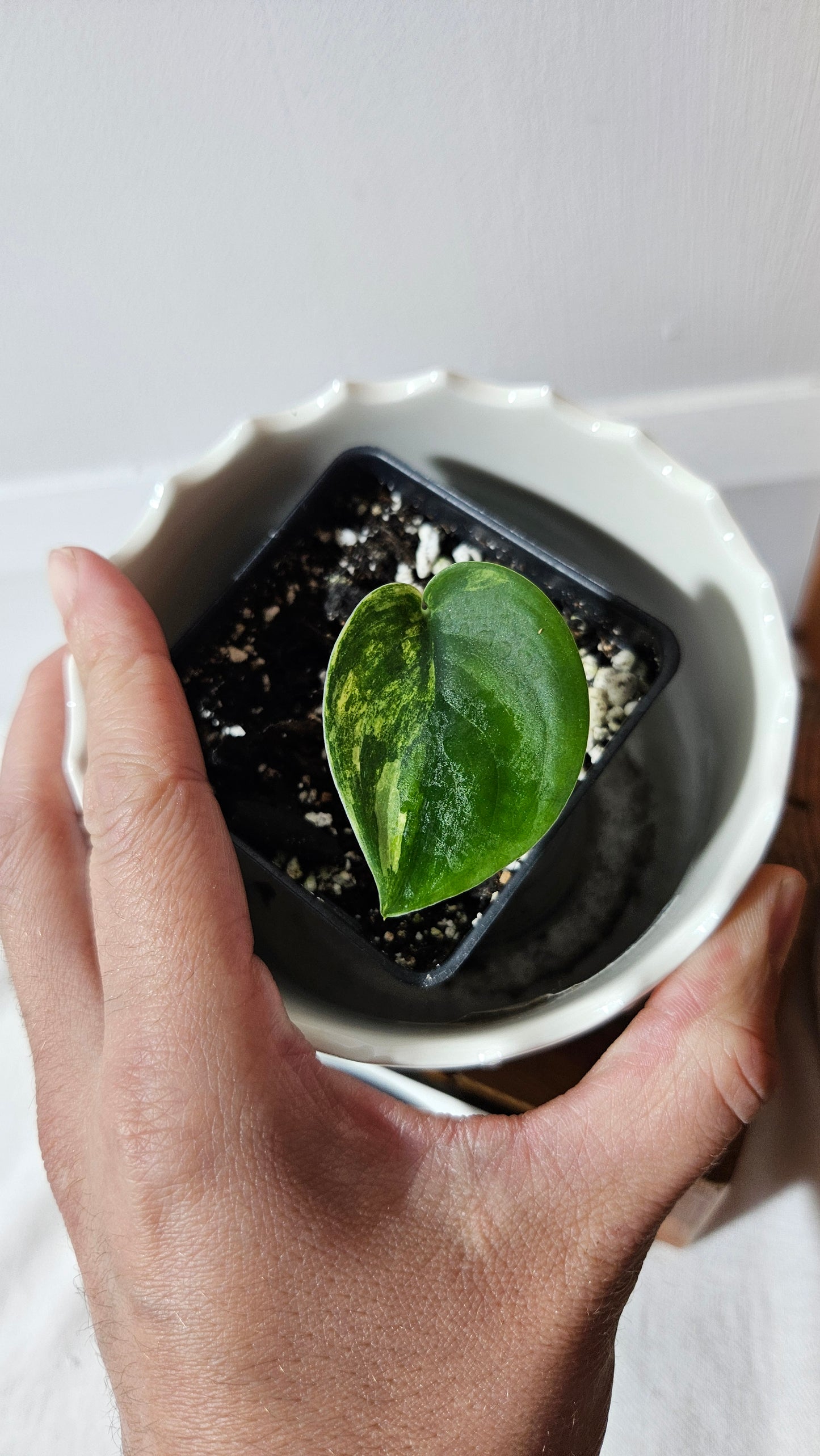 Scindapsus Jade Satin Albo (SCI-1045)