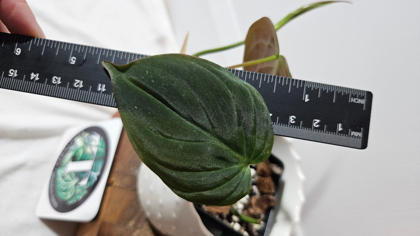 Philodendron Mican Var. REVERT (PHI-845)