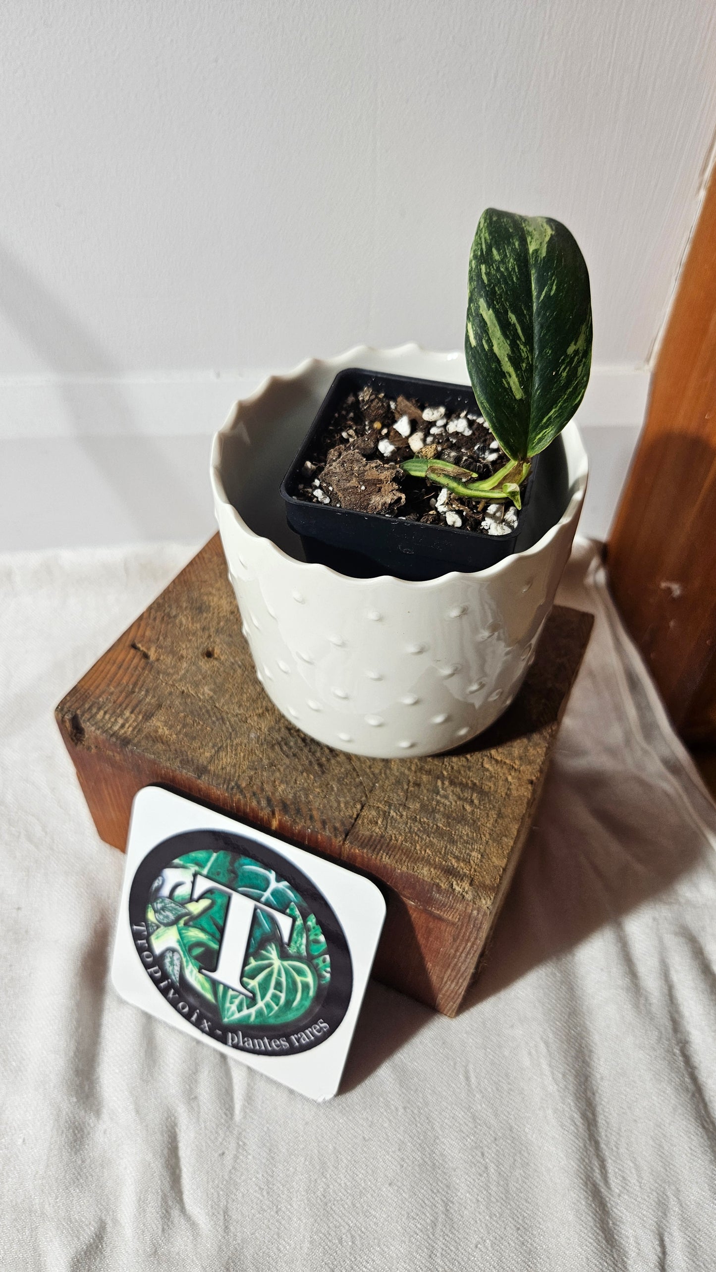 Rhaphidophora Elliptifolia Variegata (AUT-070)