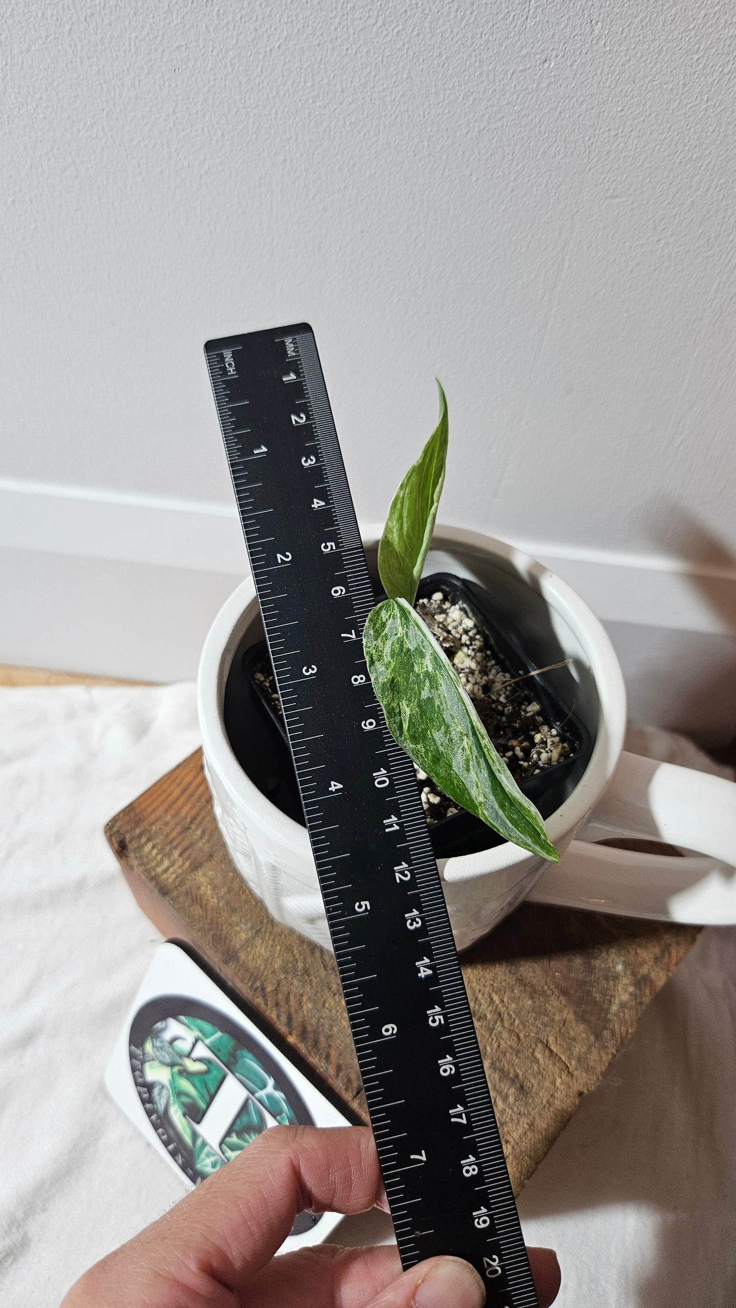 Monstera Andasonii Mint/Indo (MON-477)