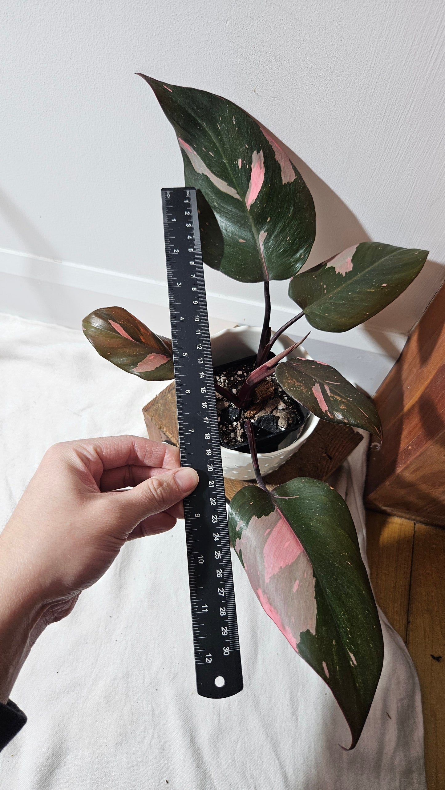 Philodendron Black Cherry (PHI-711)