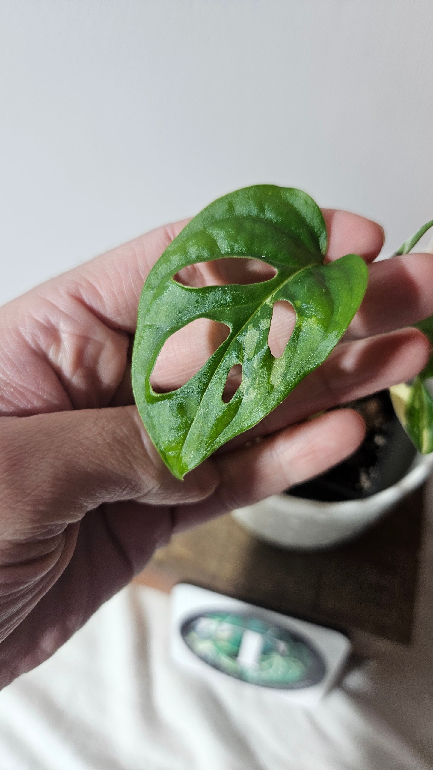 Monstera Andasonii Albo (MON-404)