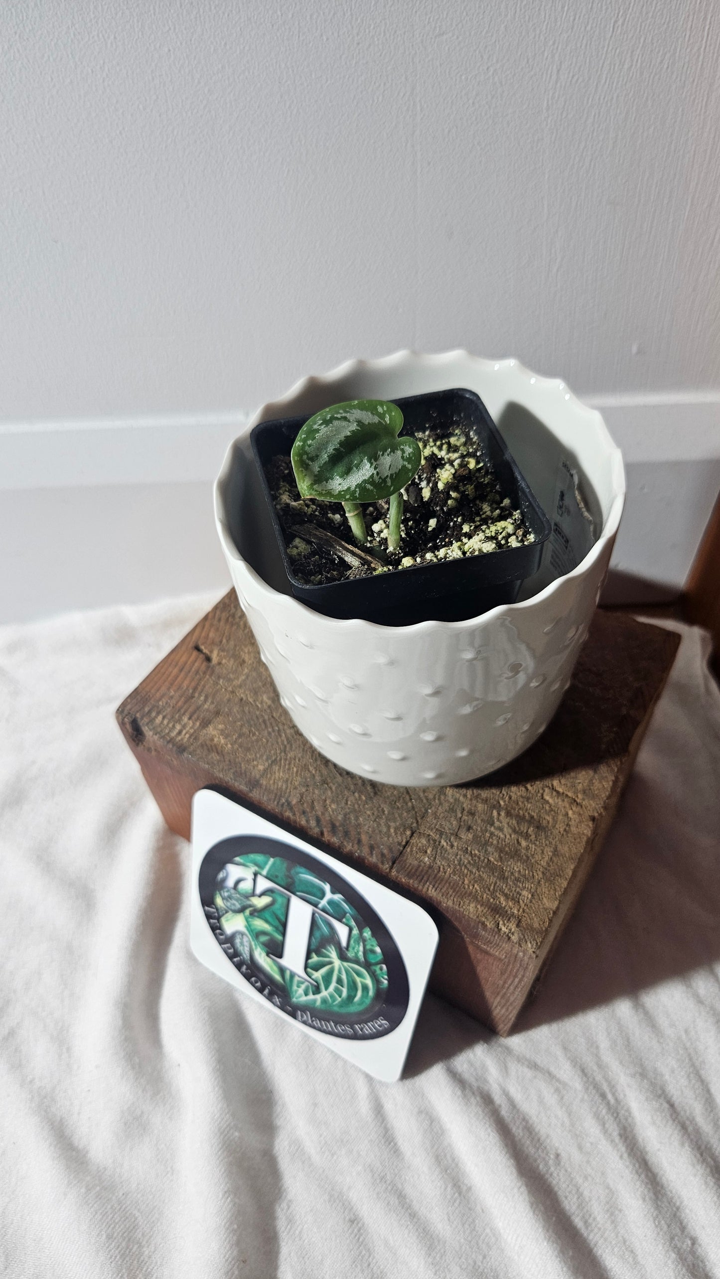 Scindapsus Exotica Tricolore (SCI-928)