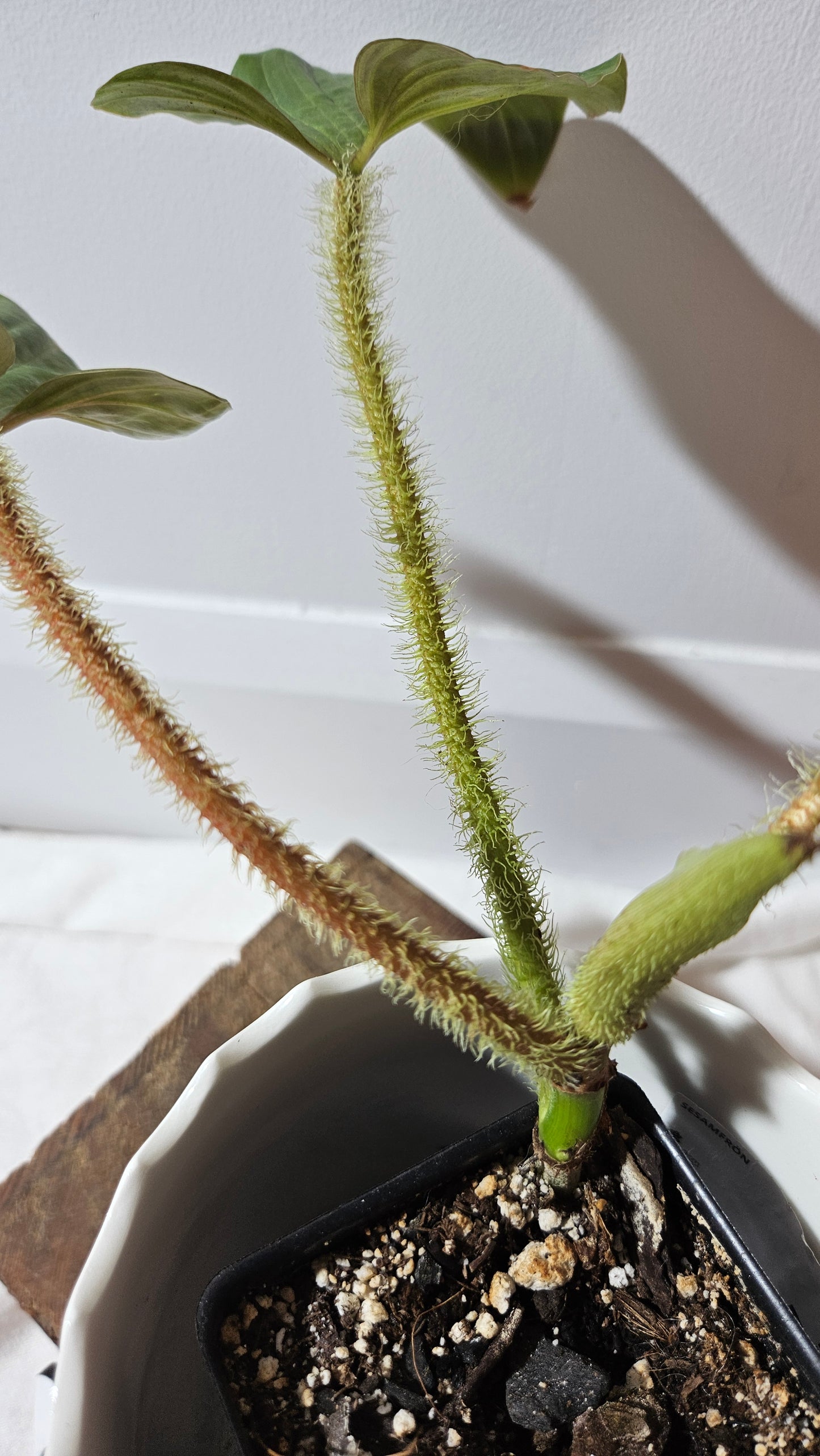 Philodendron Serpens (PHI-810)