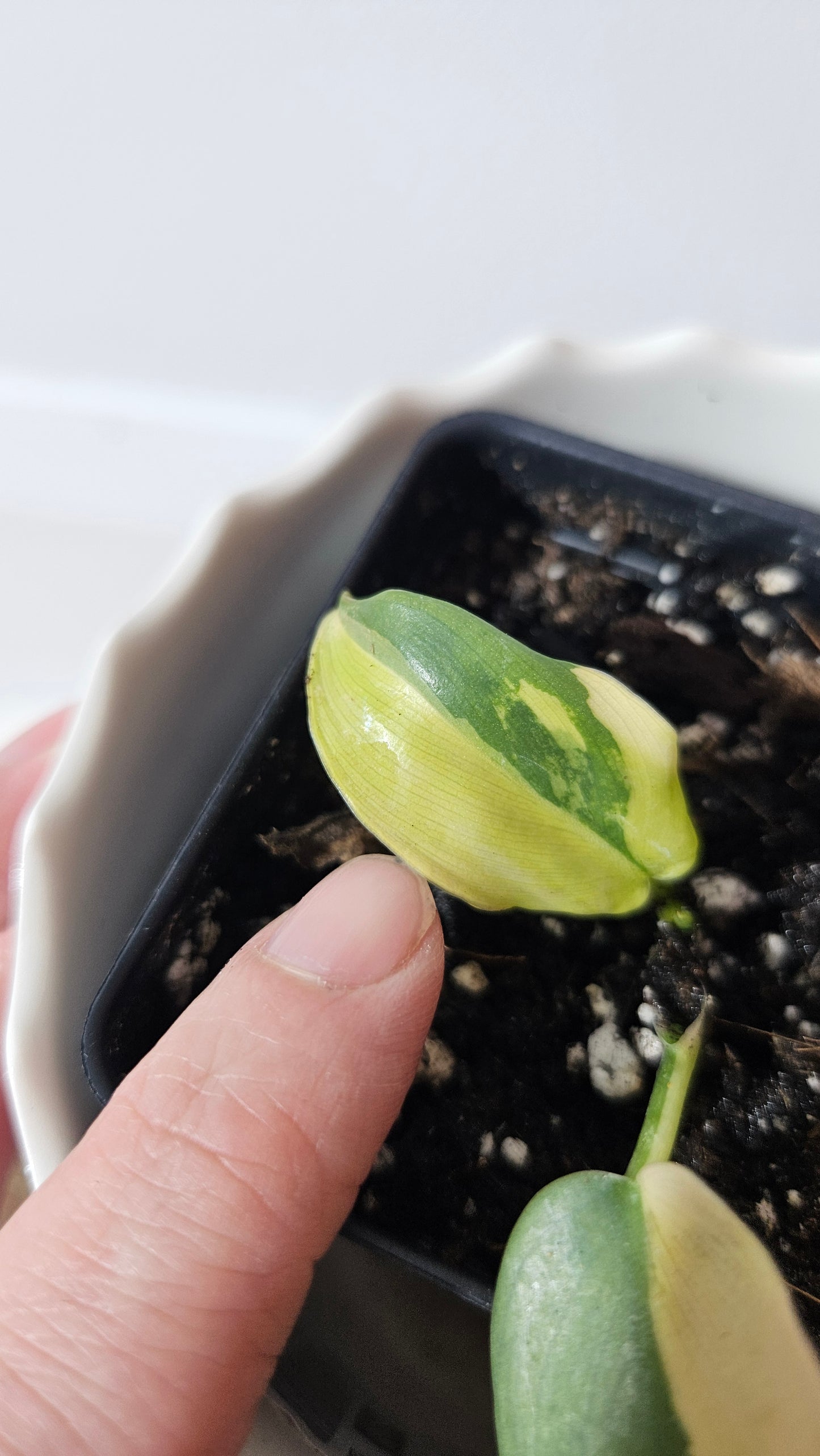 Philodendron Violin Variegata (PHI-732)