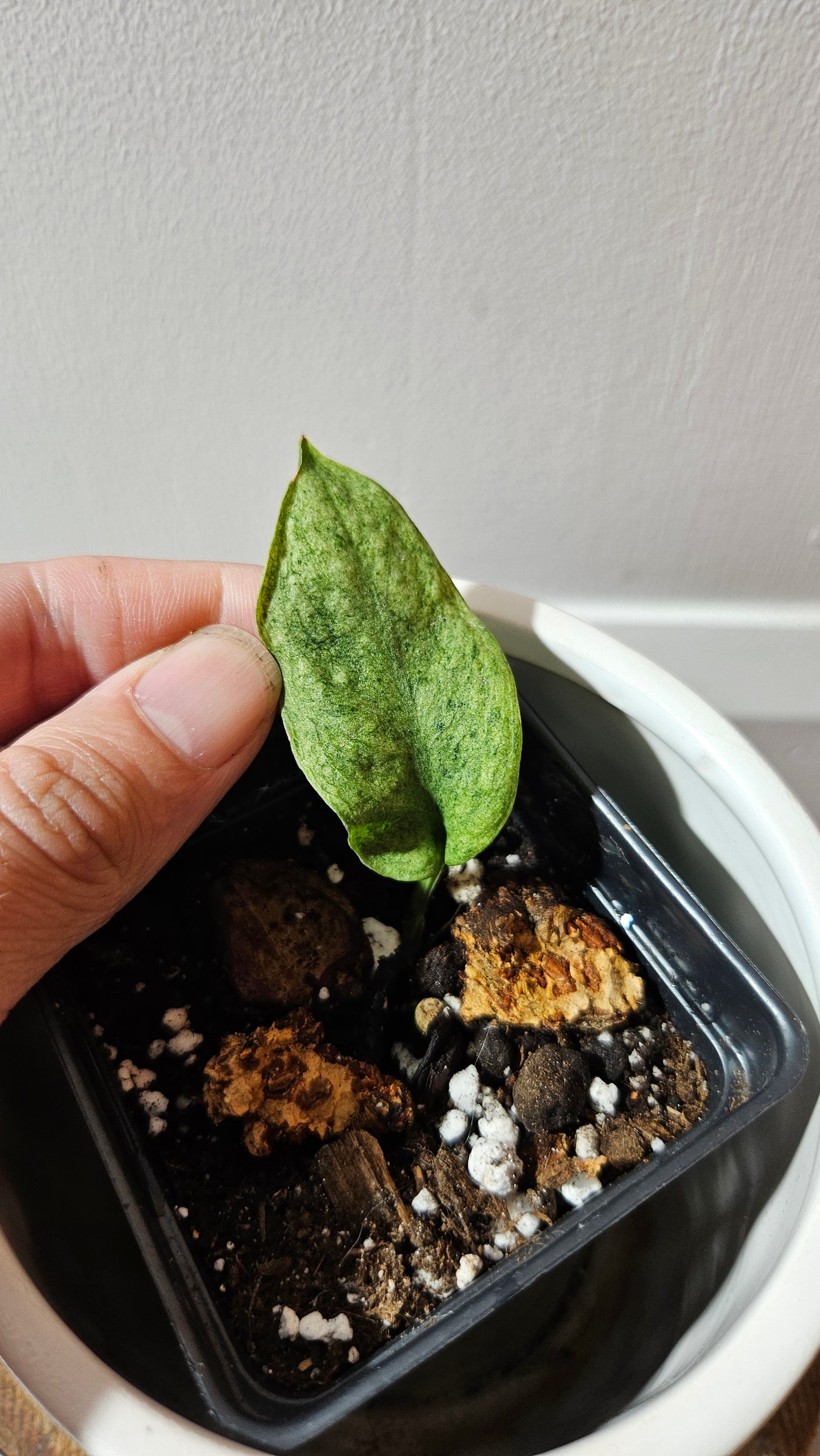 Scindapsus Mojito (SCI-1173)