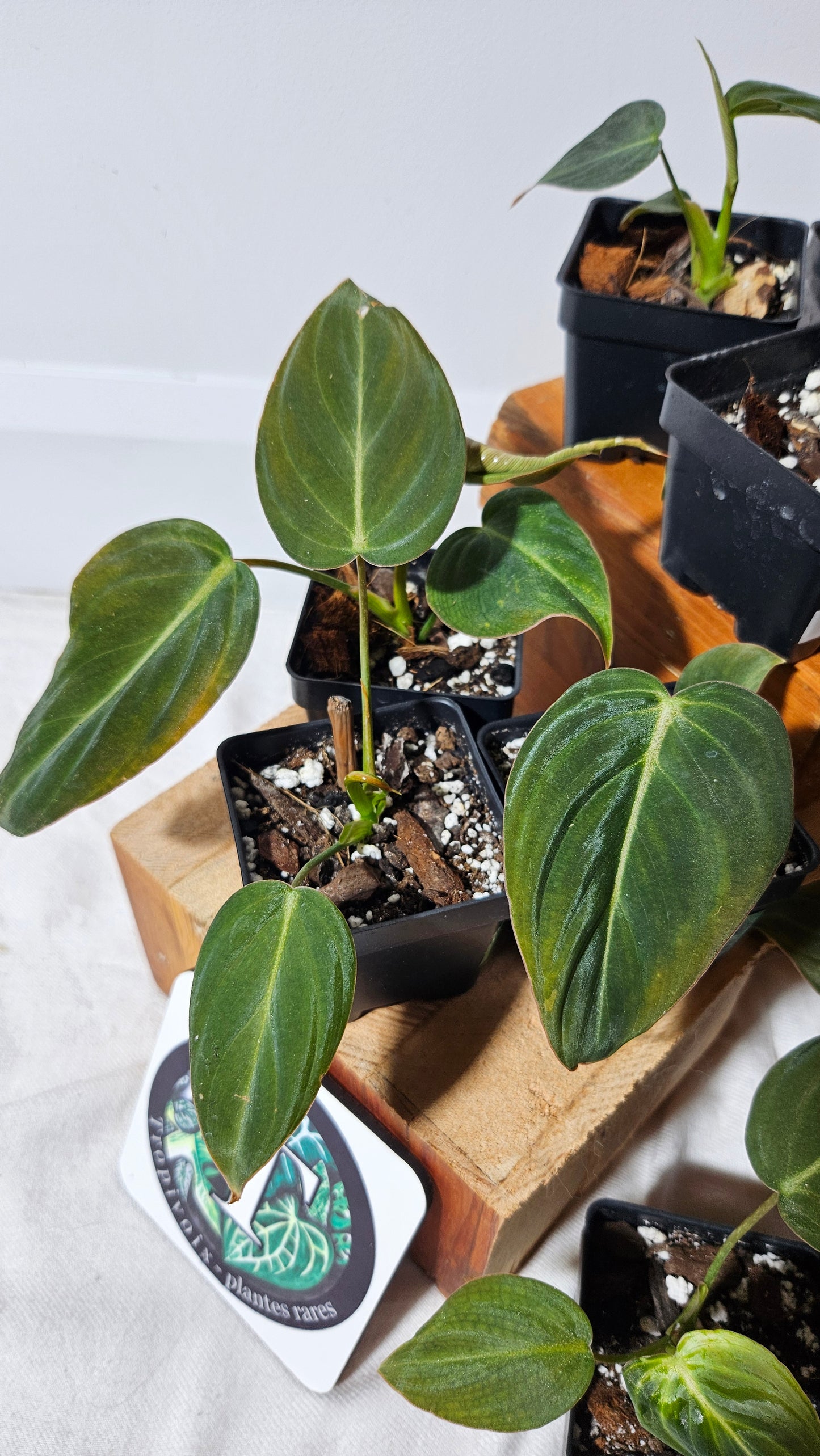 "FREEBIE" (with purchase of $40 before taxes) Philodendron Glorious 1 FREEBIE/PERSON