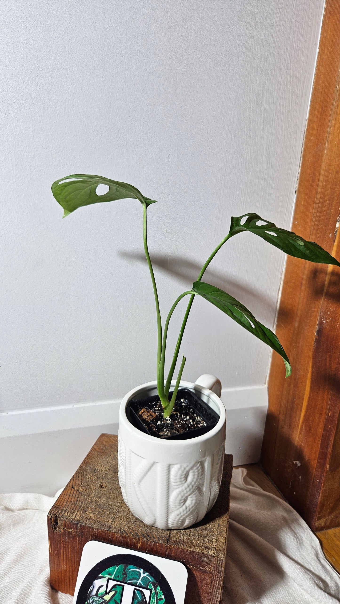 Monstera Obliqua Aff Cuyabeno (MON-318)