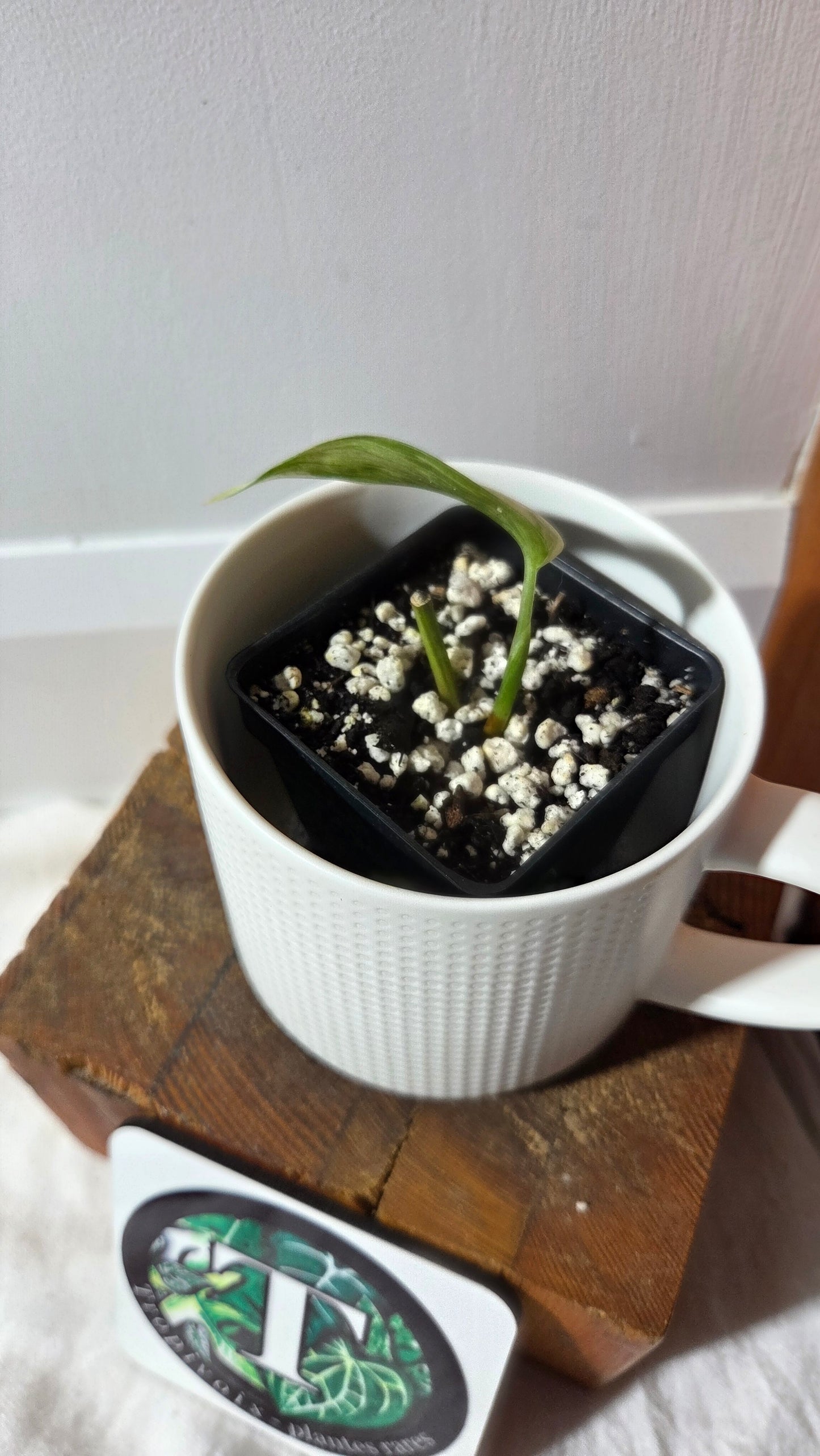 Scindapsus Blue Salaka (SCI-1159)